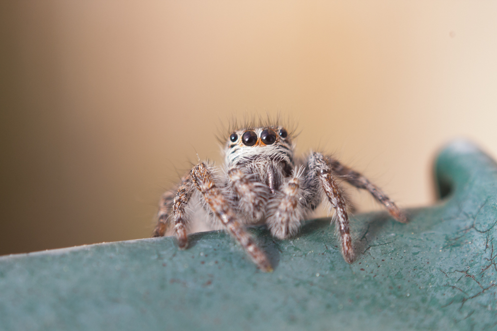Salticidae