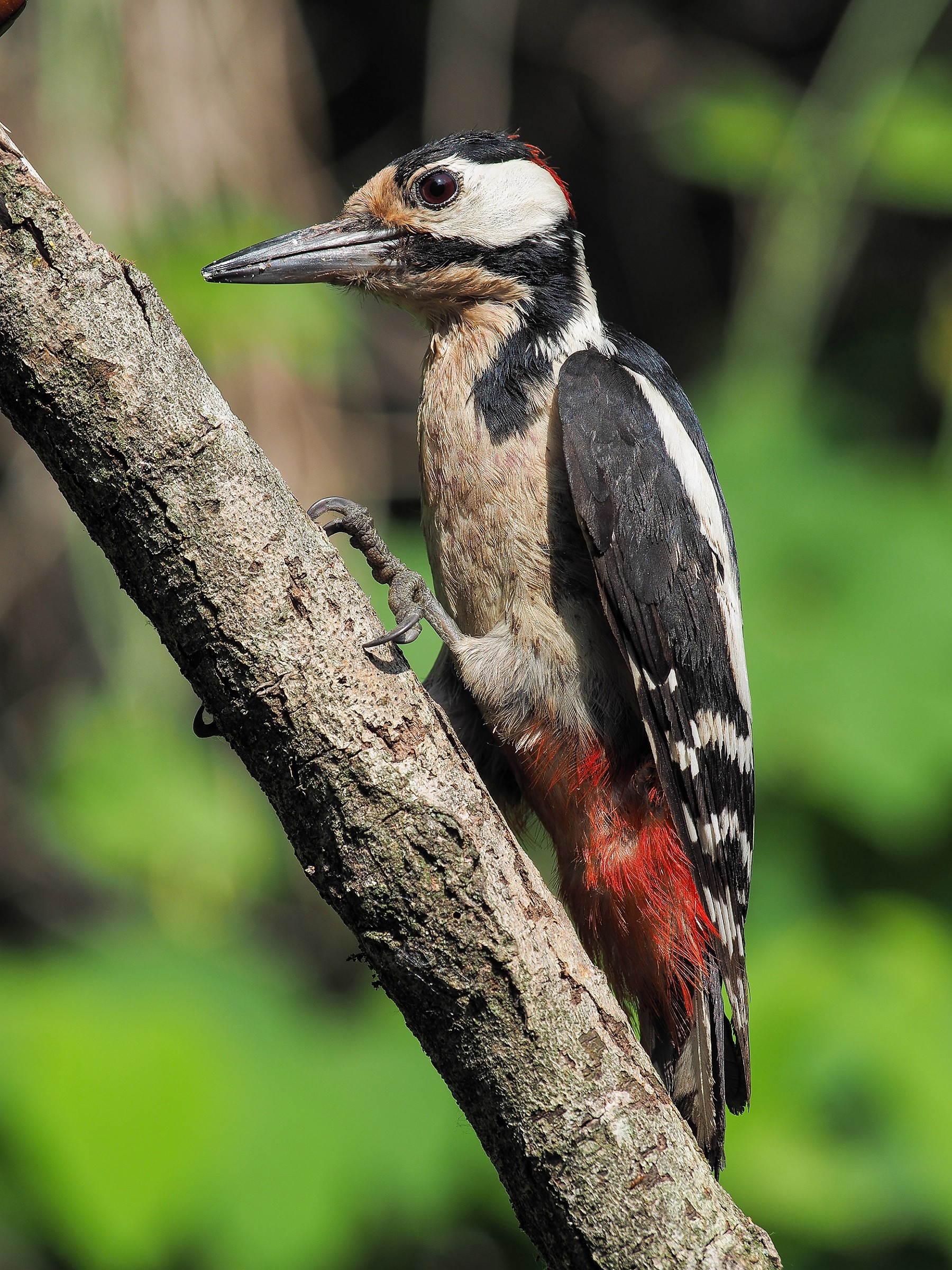Spotted Woodpecker (male)