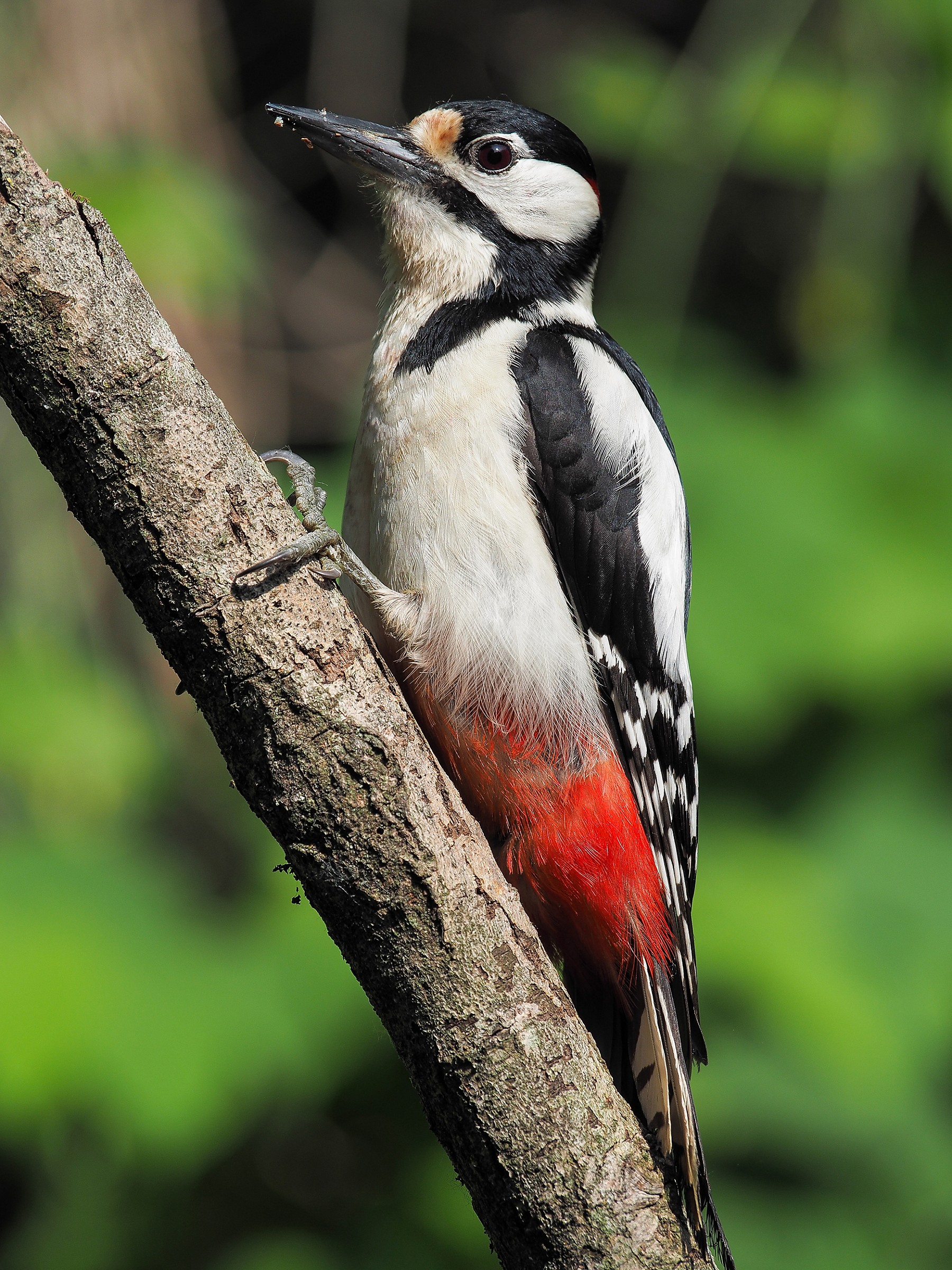 Spotted Woodpecker (male)