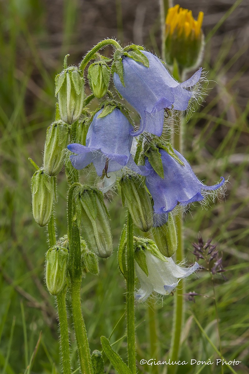 Campanula barbata L., 1759