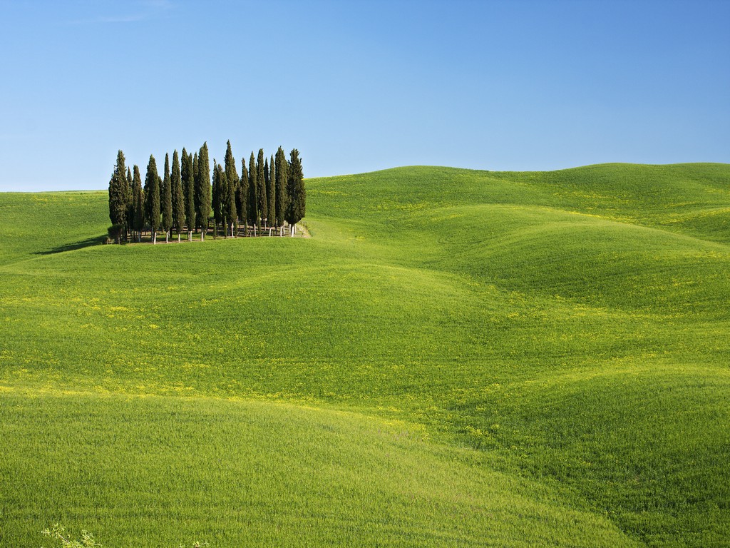 Cypresses
