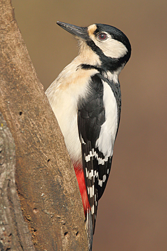 Picchio Rosso Maggiore