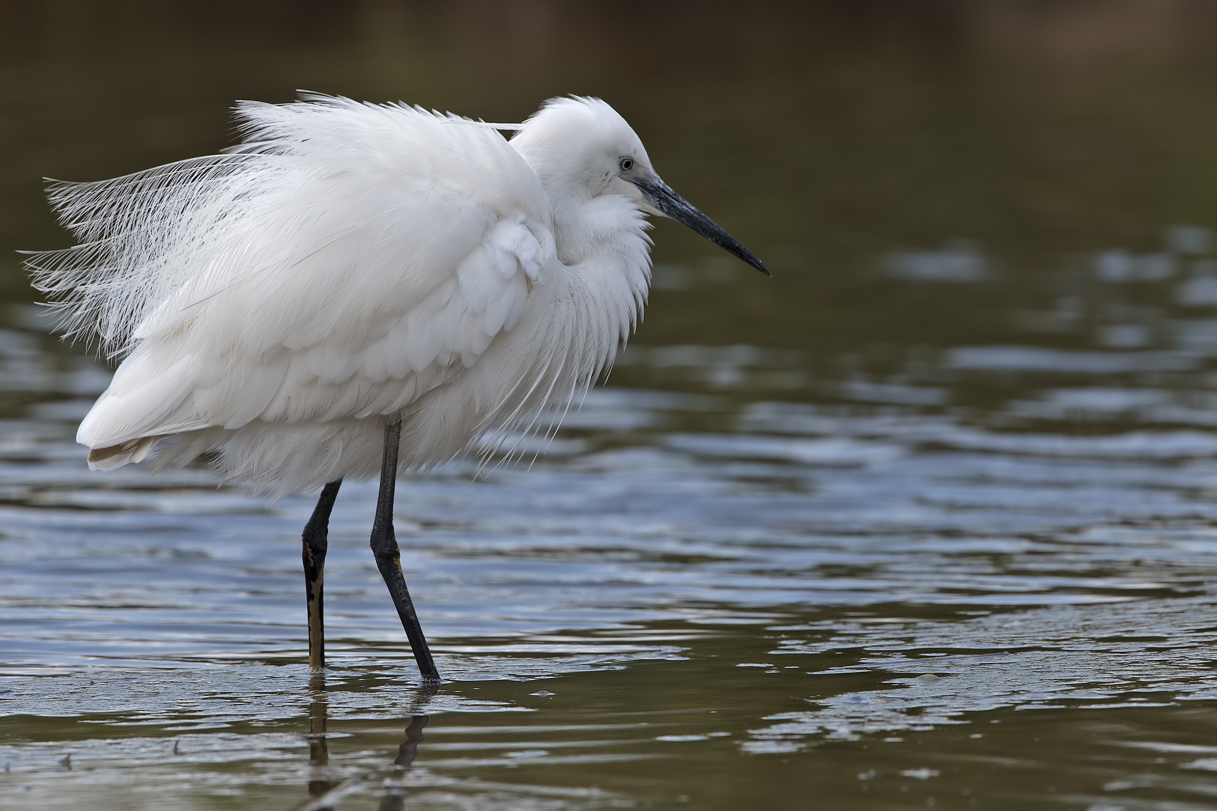 Garzetta: piumaggio nuziale in trasparenza
