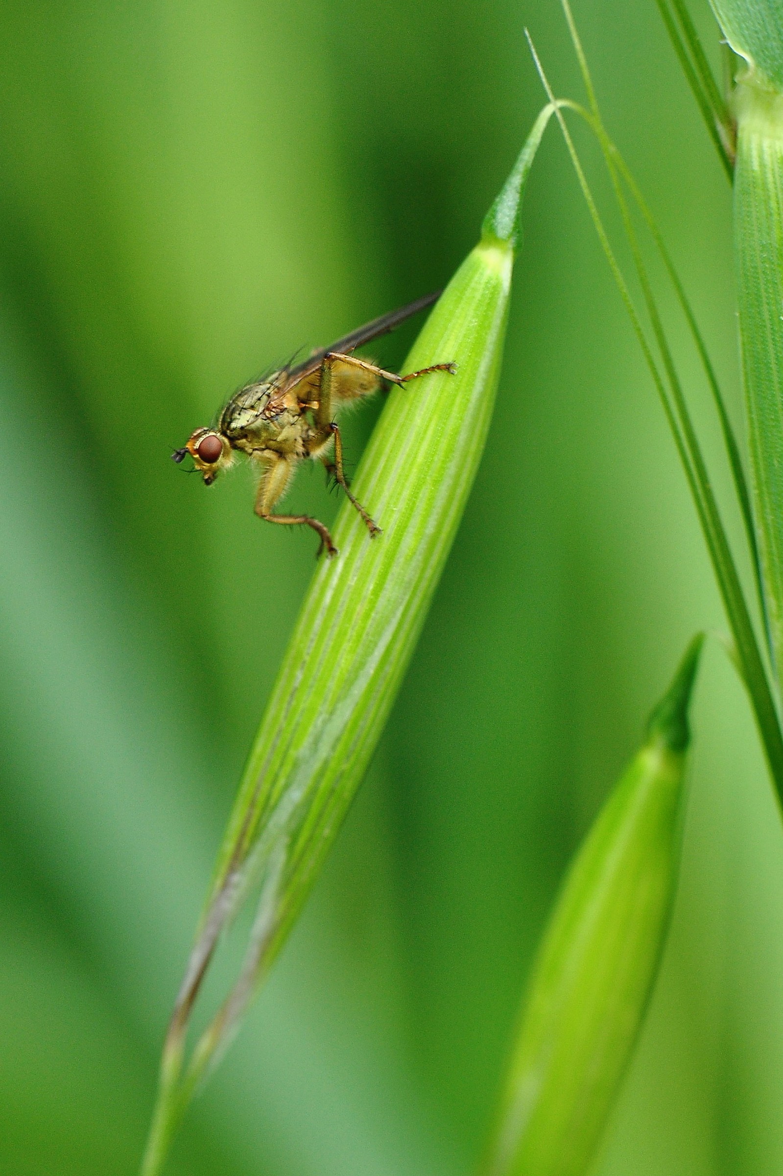 Scathopagha stercoraria ( Dittero )