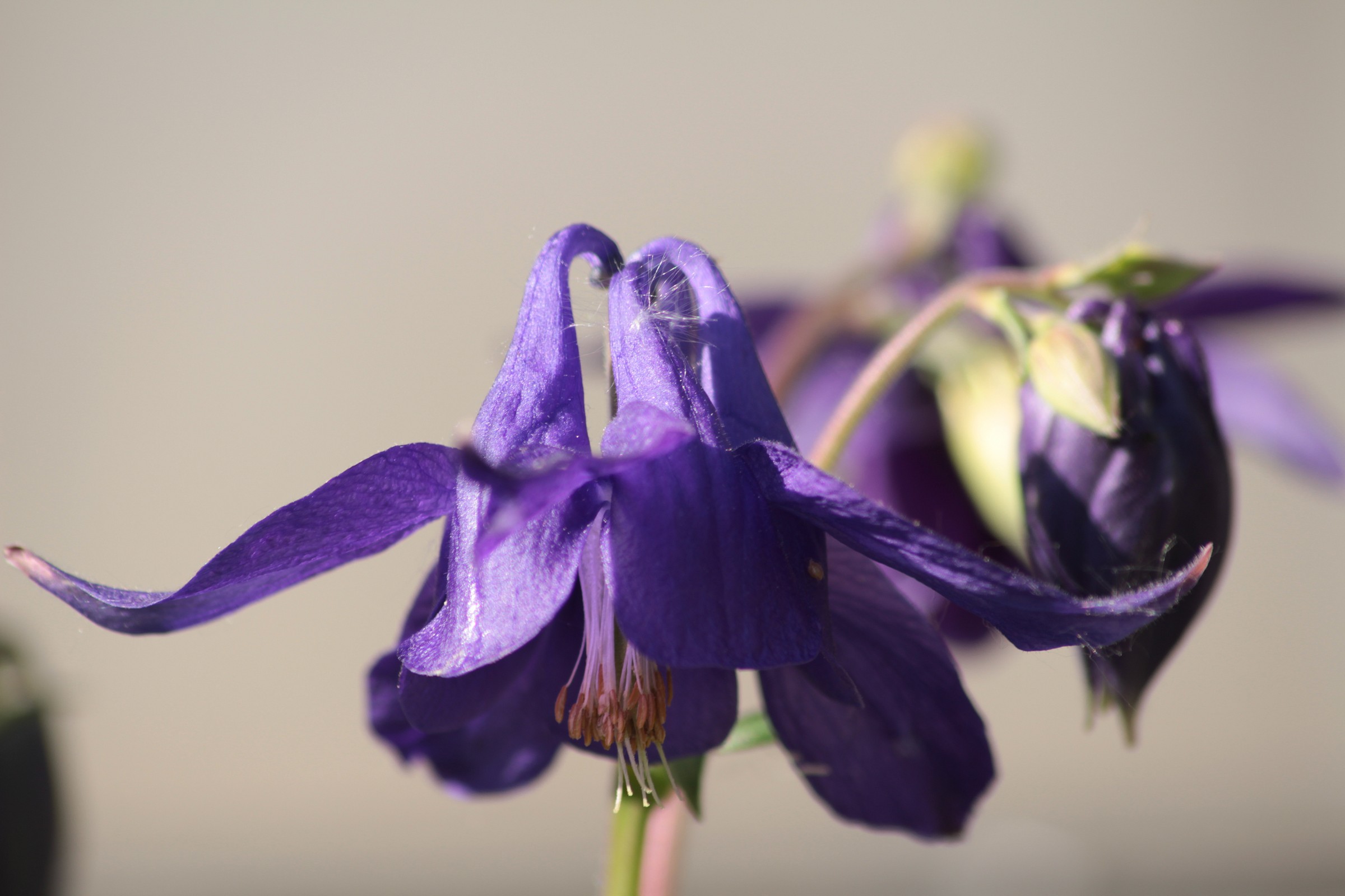 modelle di primavera