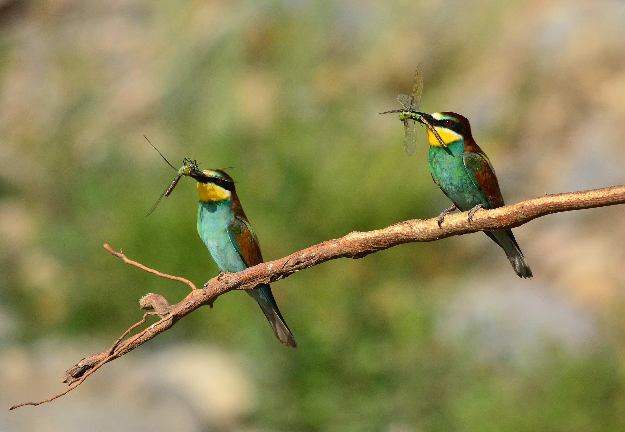 My dragonfly is bigger!