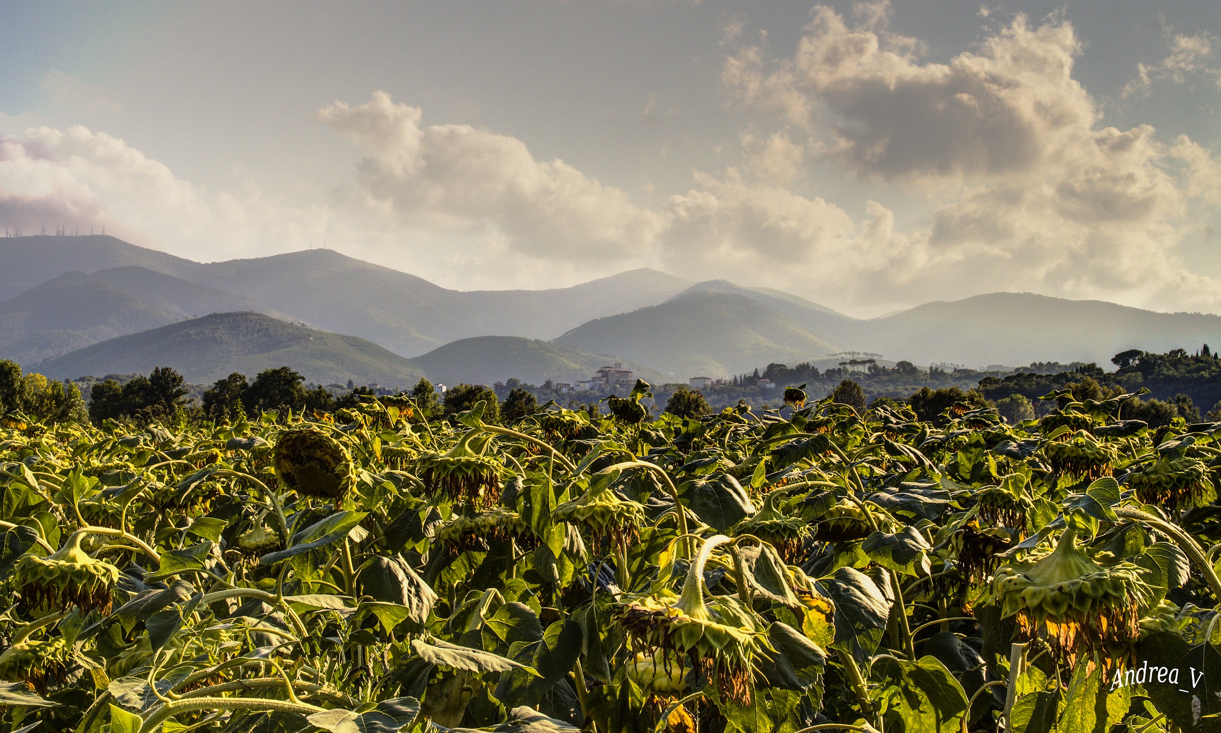 Una sfiorita di fine estate