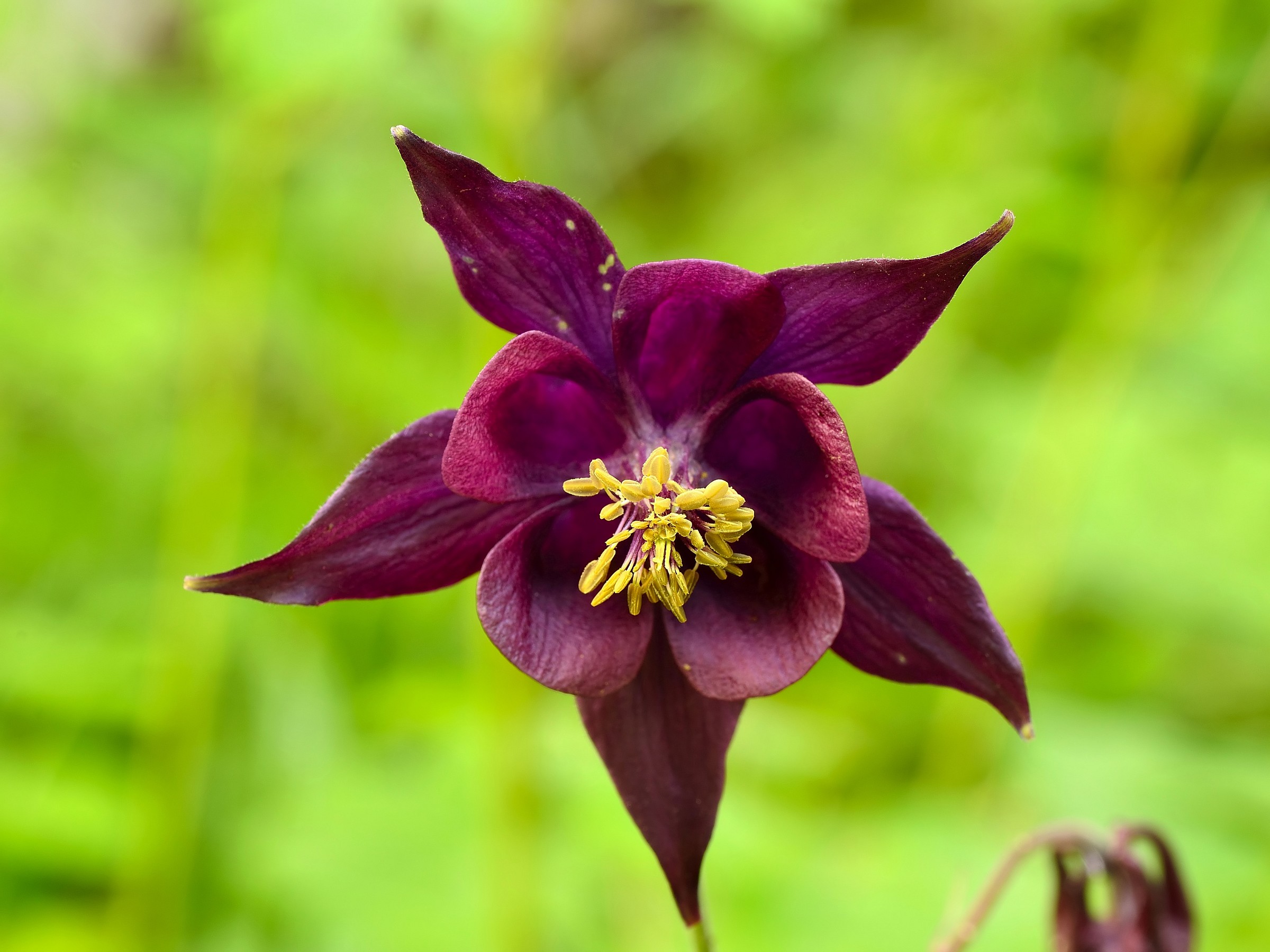 Aquilegia spontanea