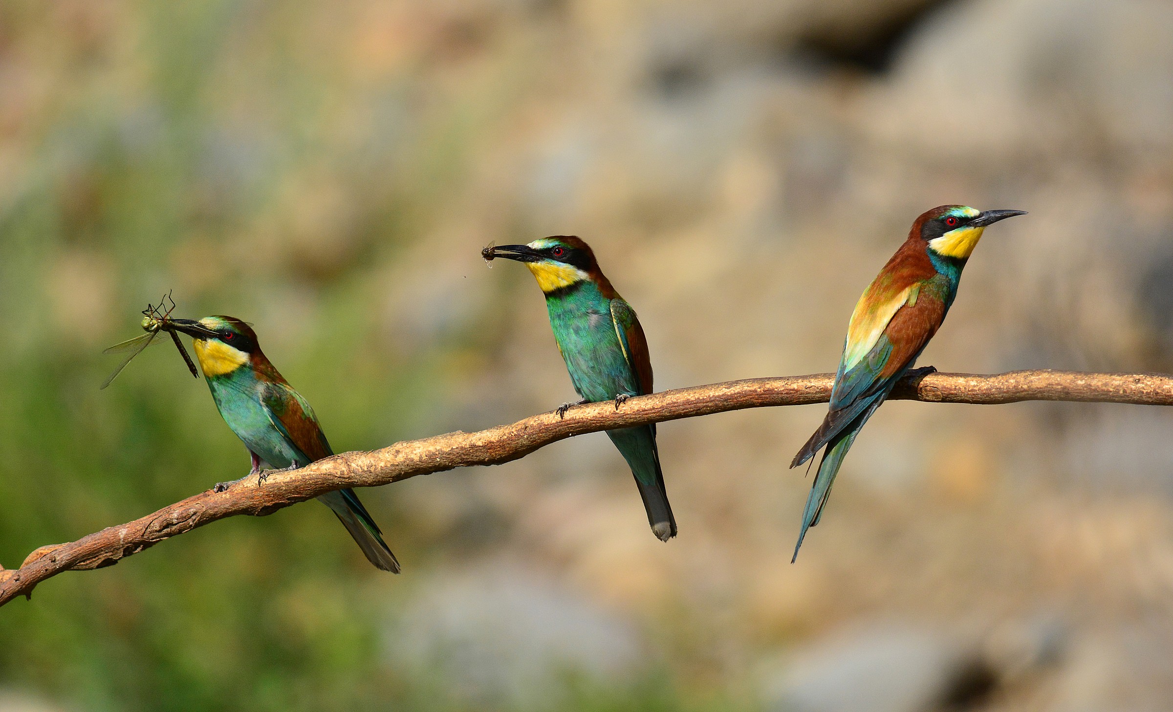 When they do so not like them !!