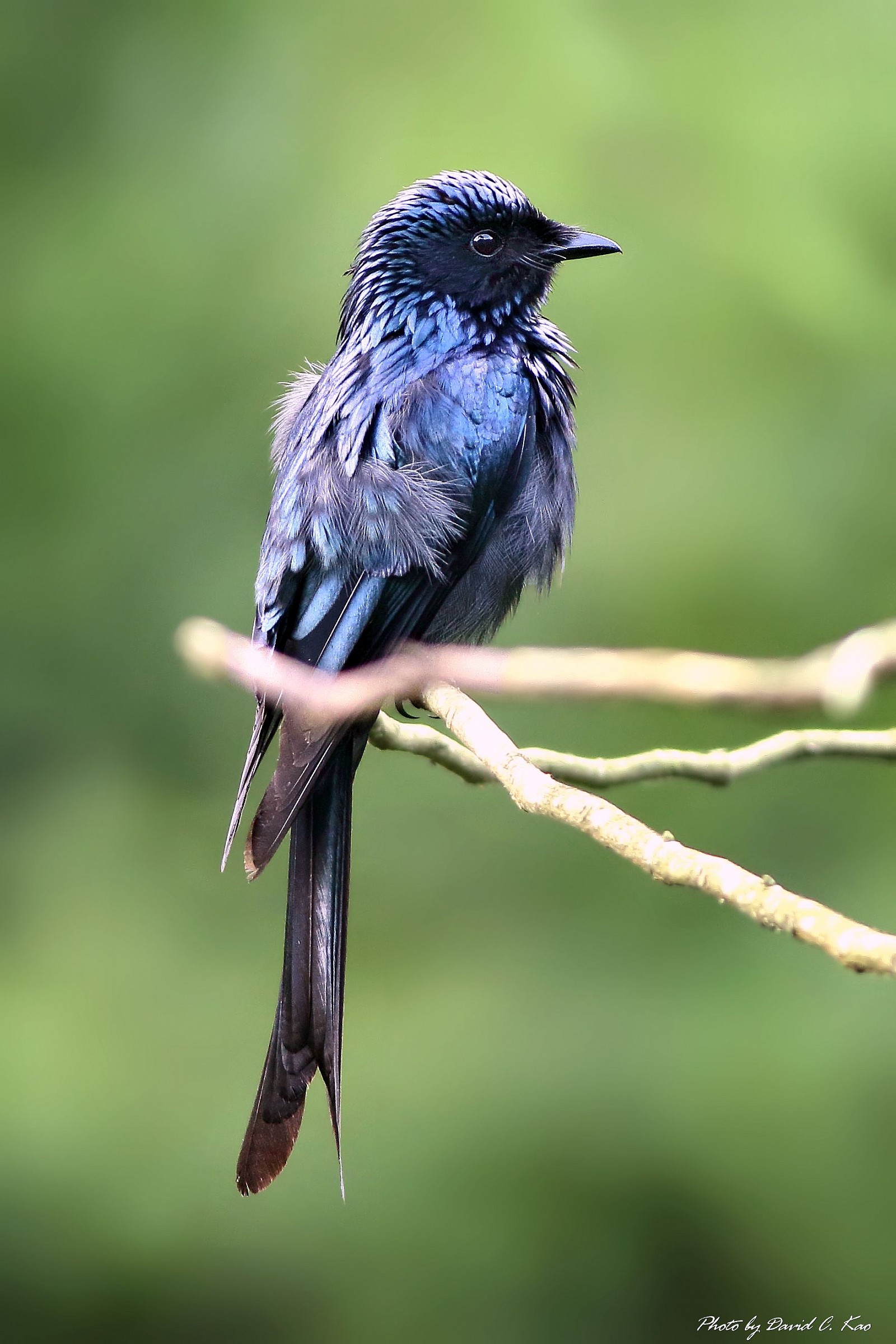 Bronzato Drongo