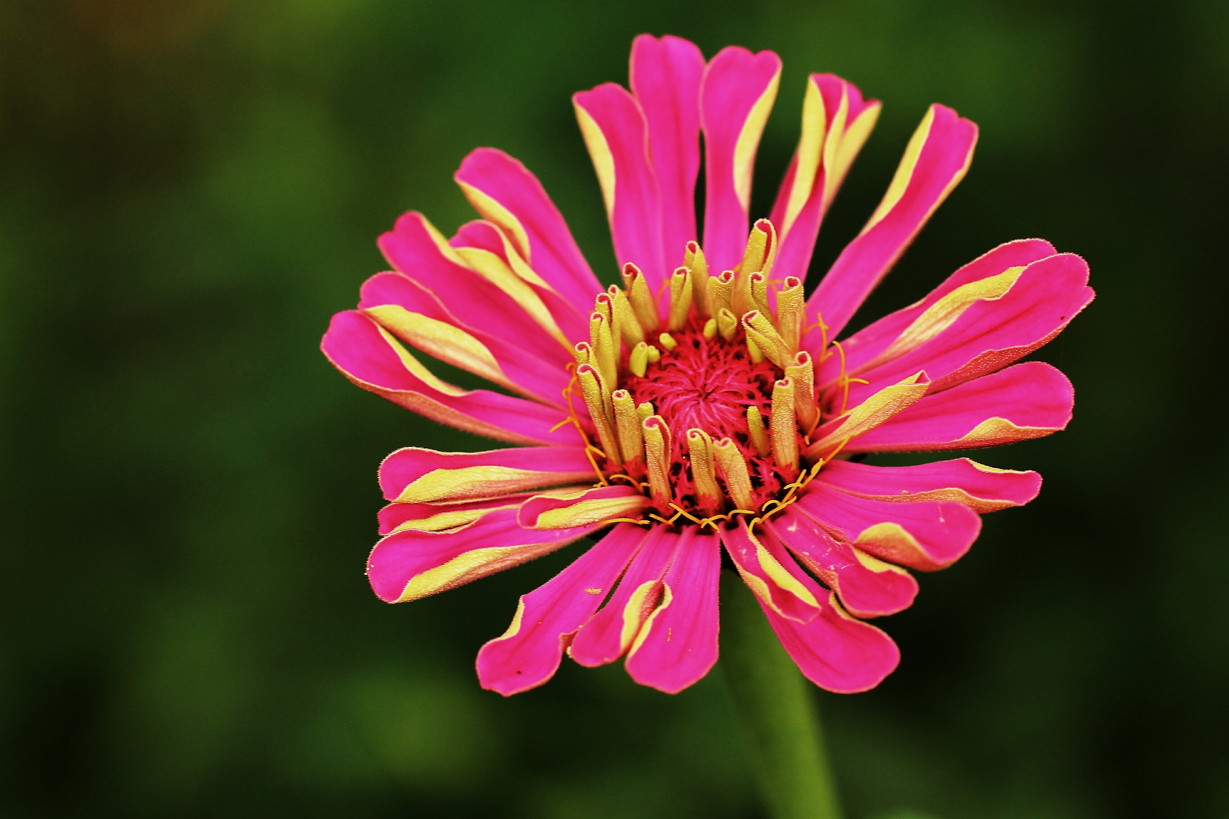 zinnia