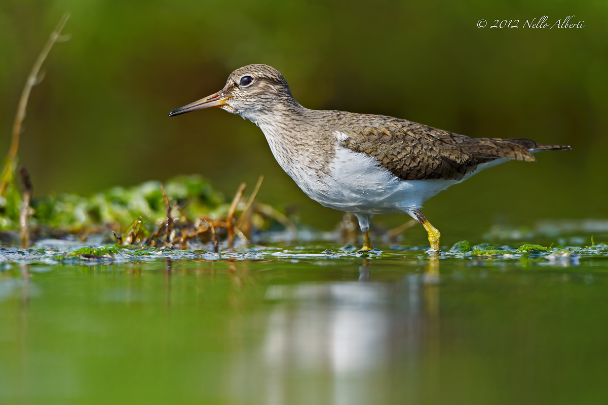sandpiper