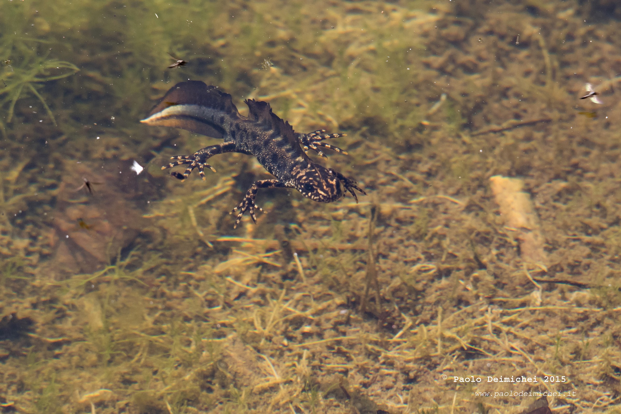 Crested newt - male