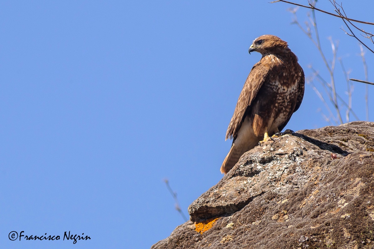 Watching their domains