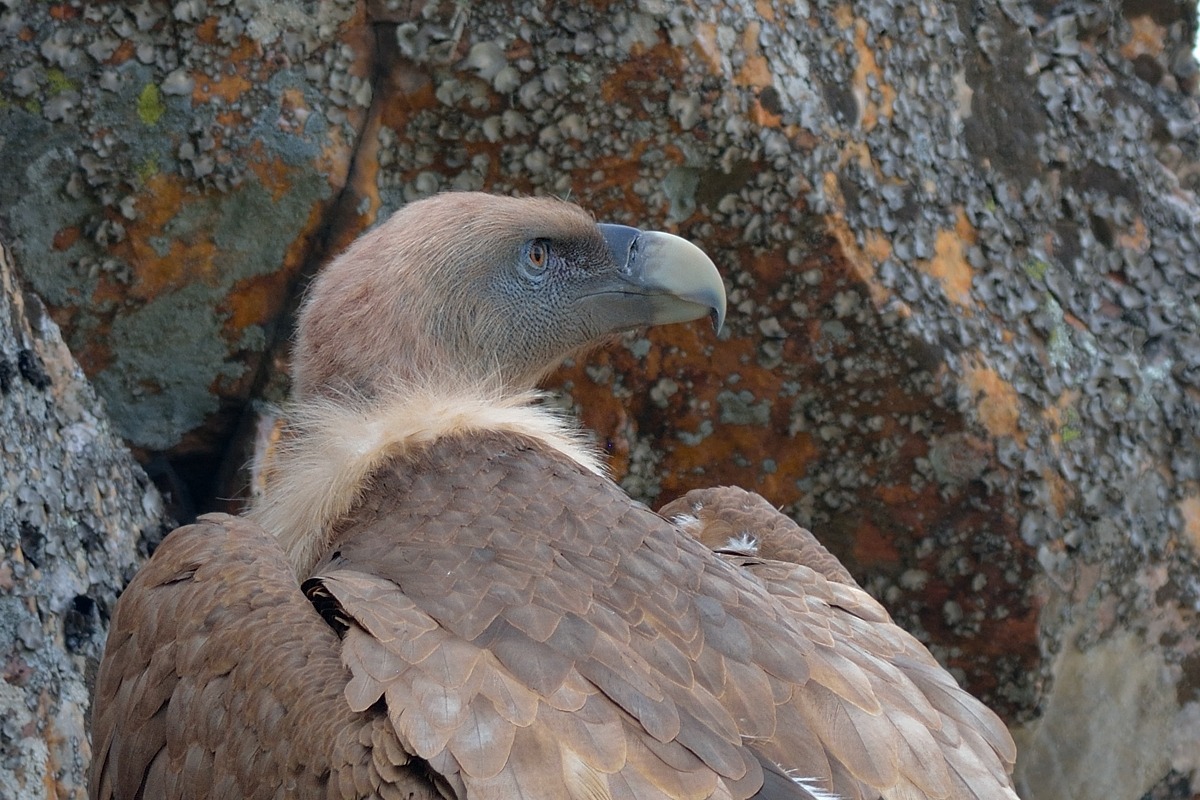 Griffon Vulture (Gyps fulvus)