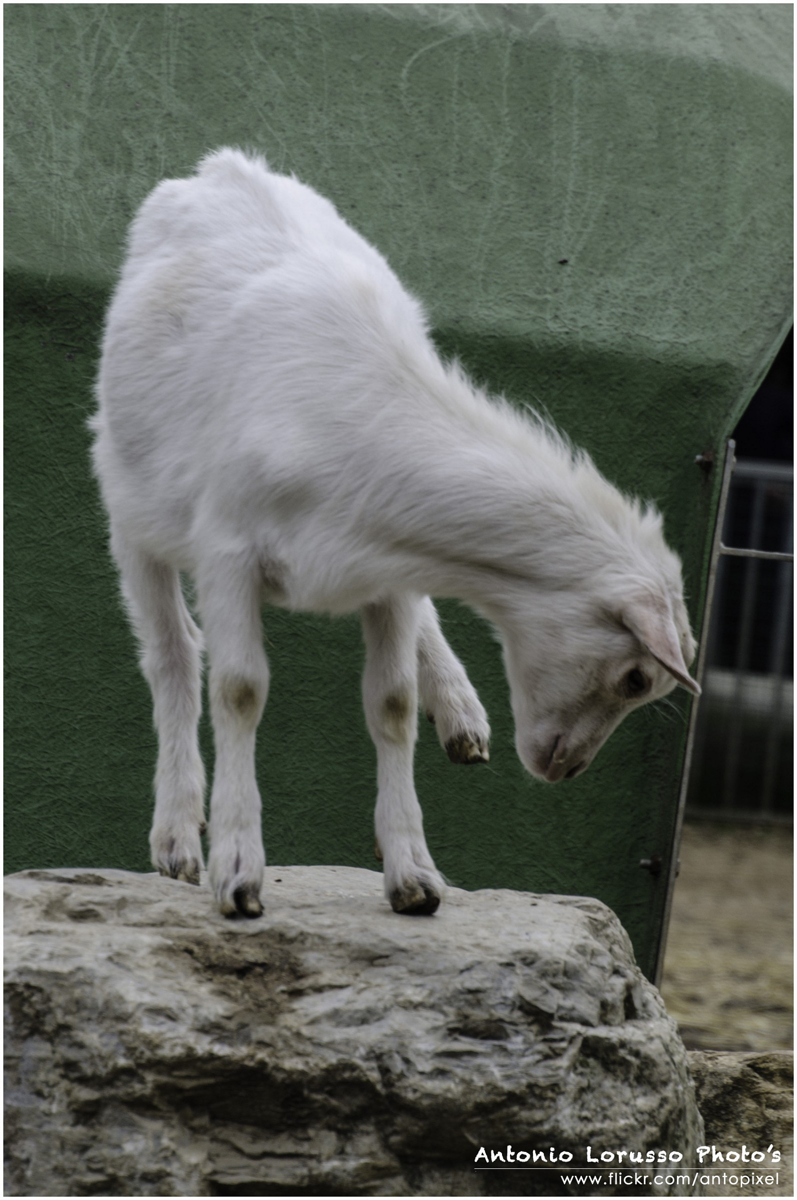 Agrigelateria Pianezza