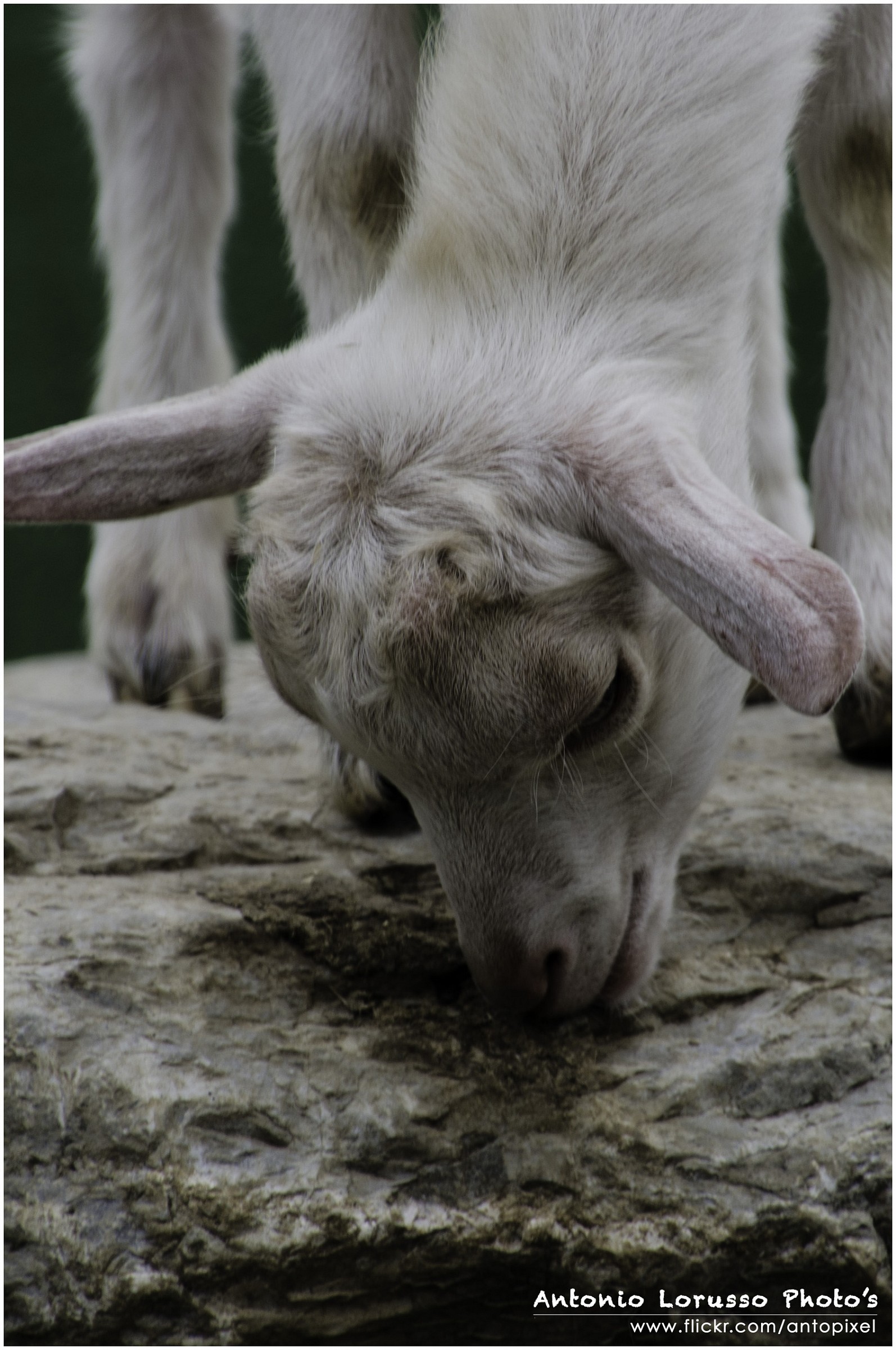 Agrigelateria Pianezza