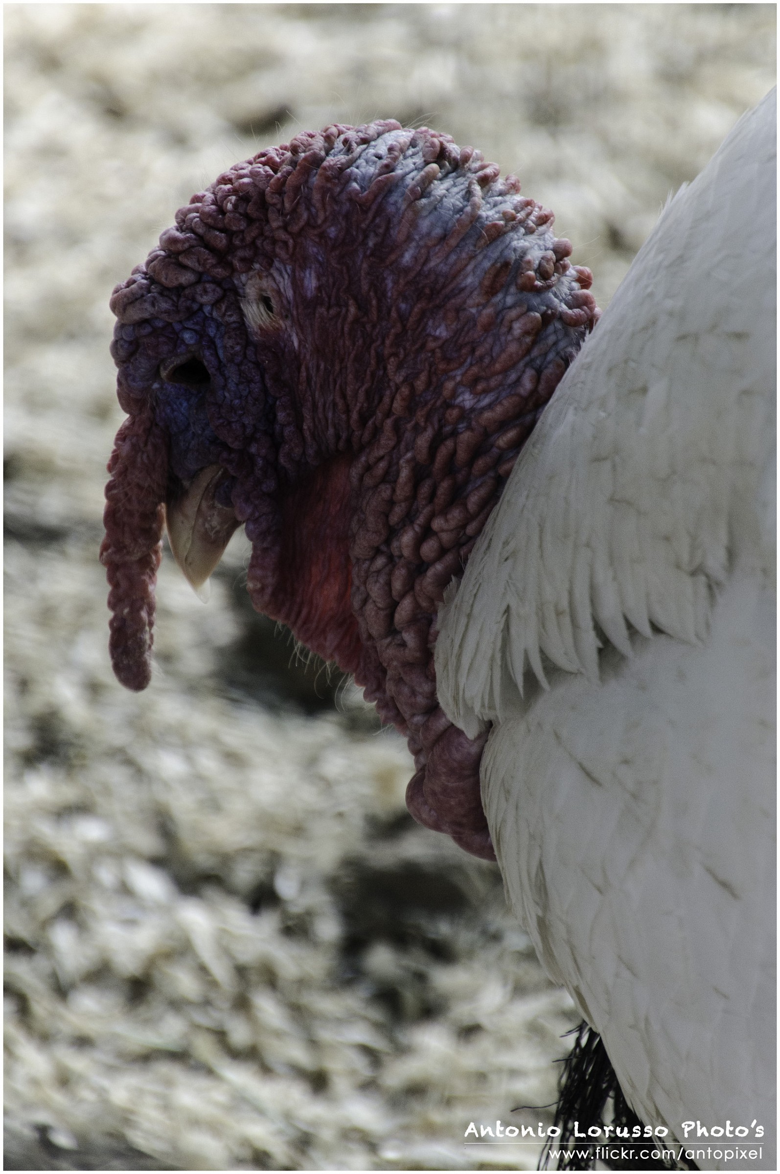 Agrigelateria Pianezza