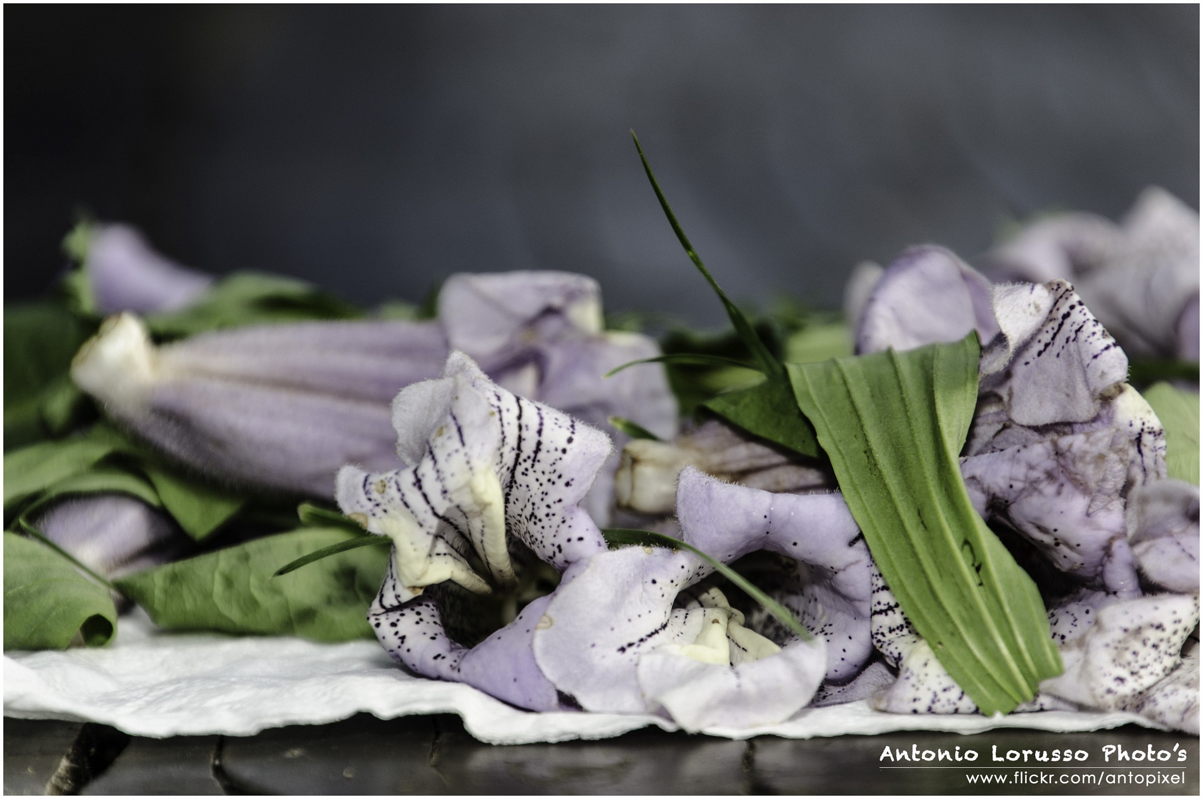 Agrigelateria Pianezza