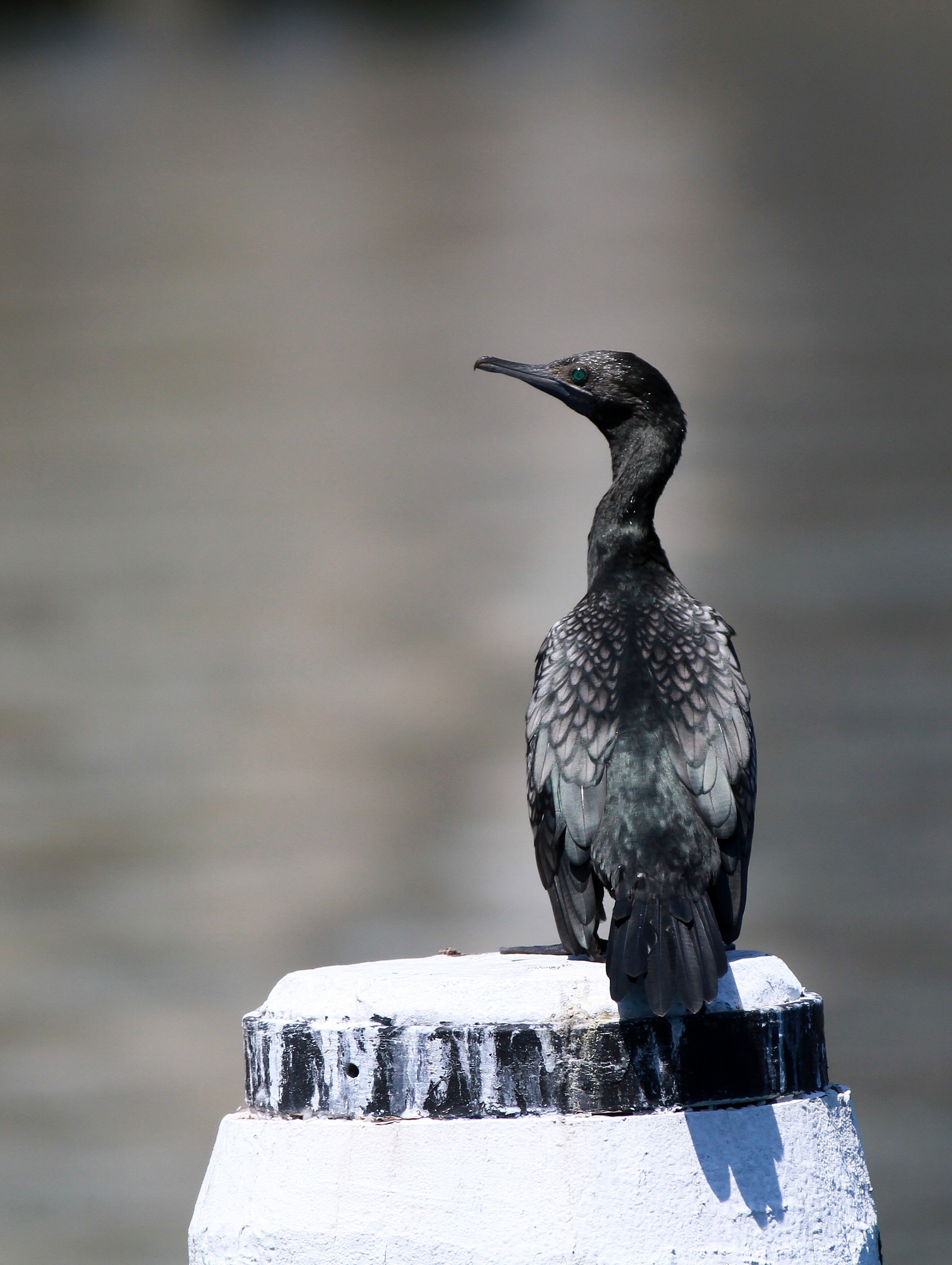 Phalacrocorax carbo