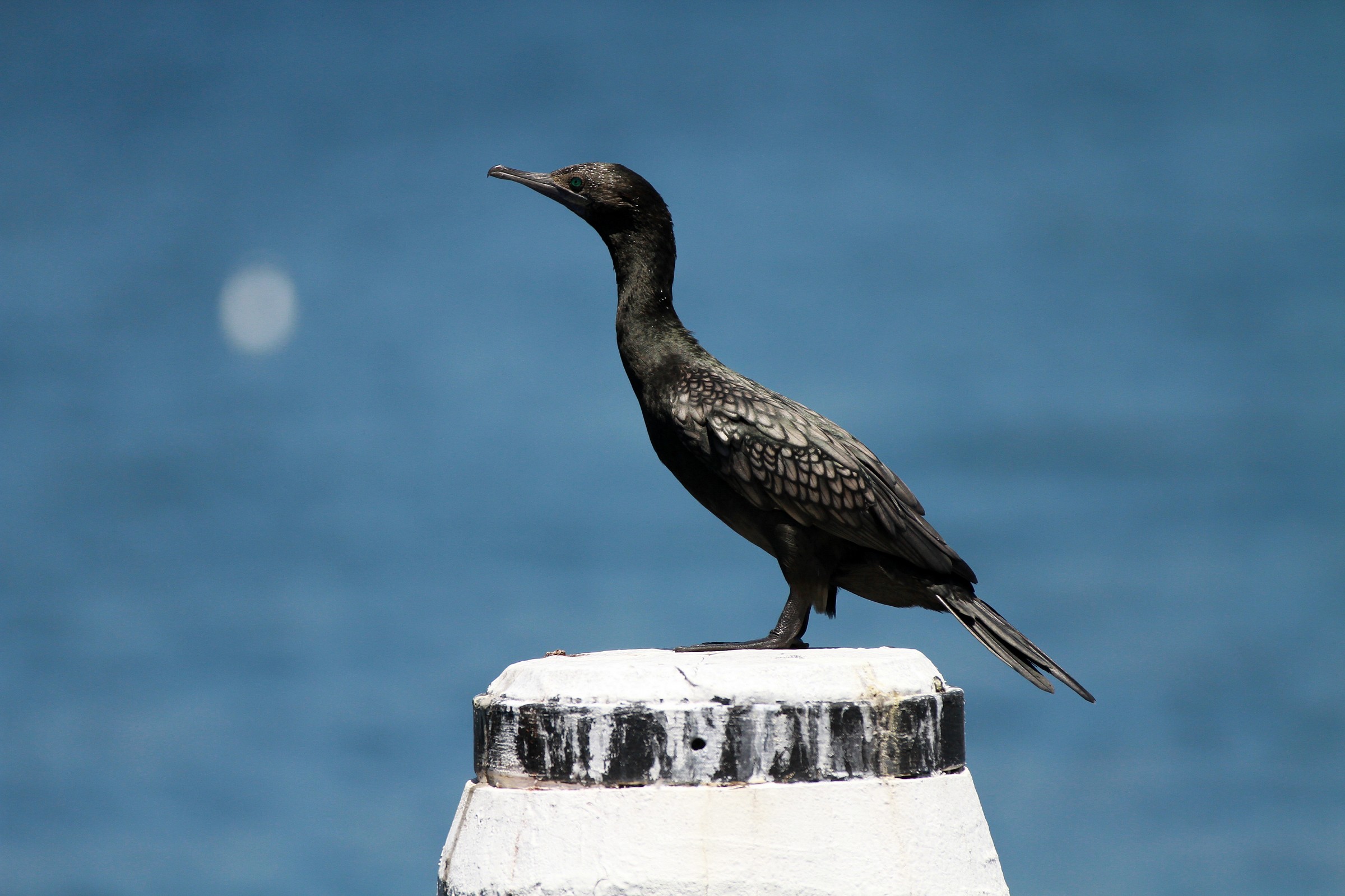 Phalacrocorax carbo