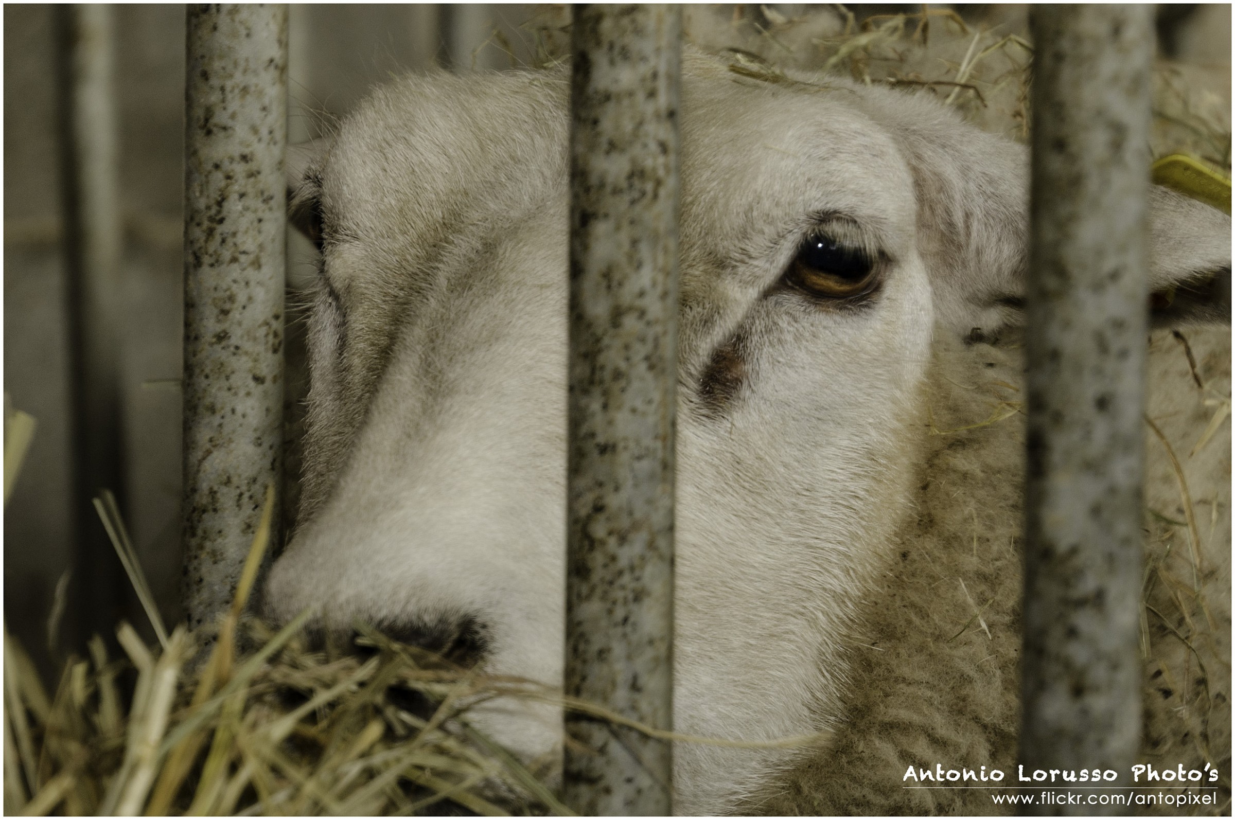 Agrigelateria Pianezza