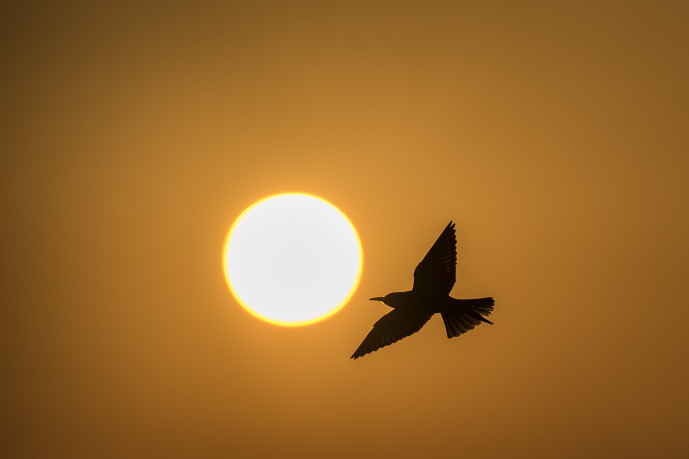 gruccione towards the sun ...