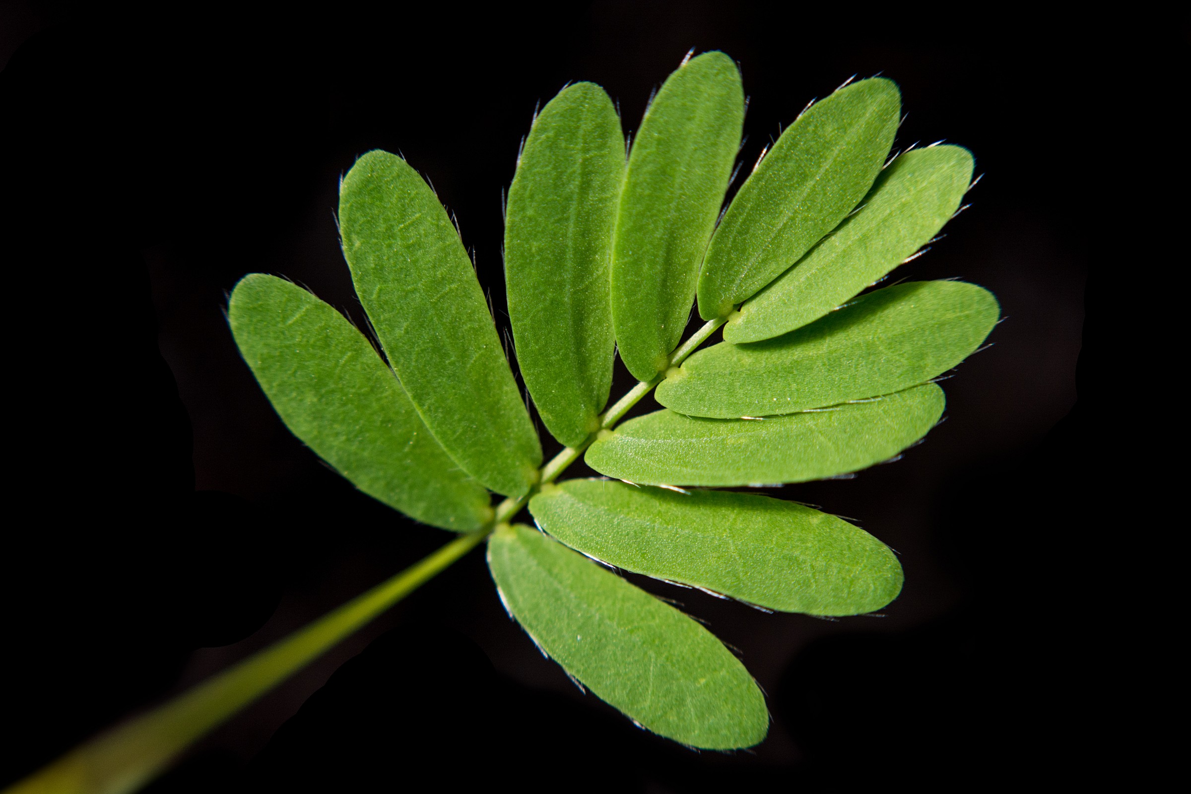 Mimosa polycarpa var. spegazzinii