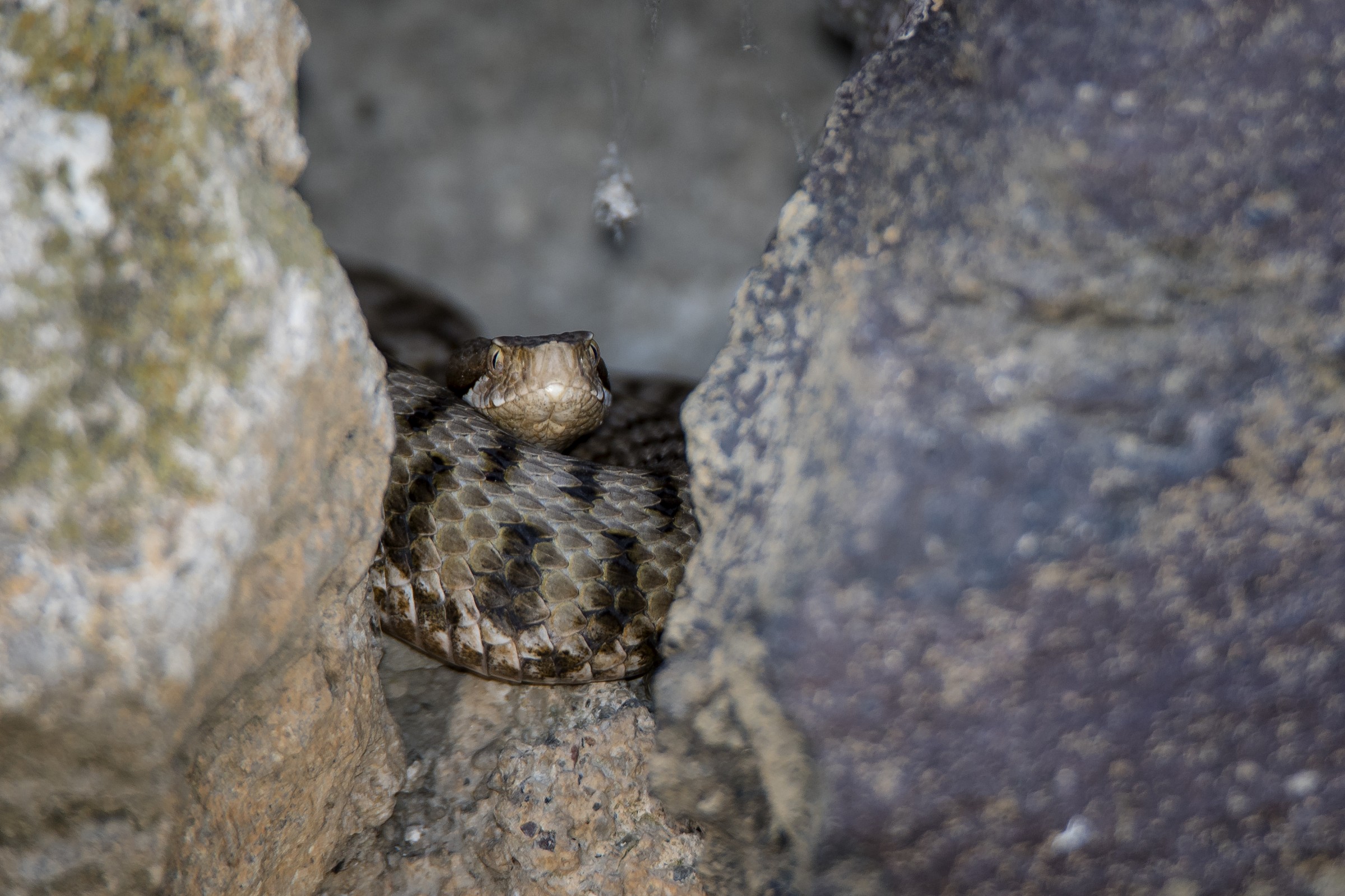 viper among the rocks