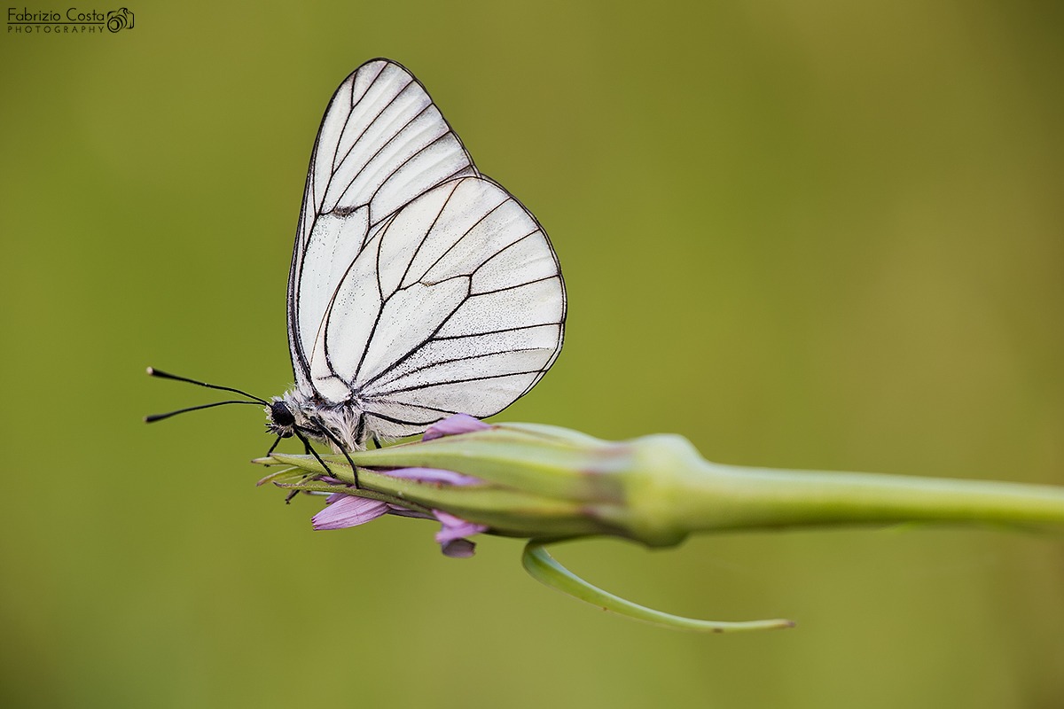 Pieride del biancospino