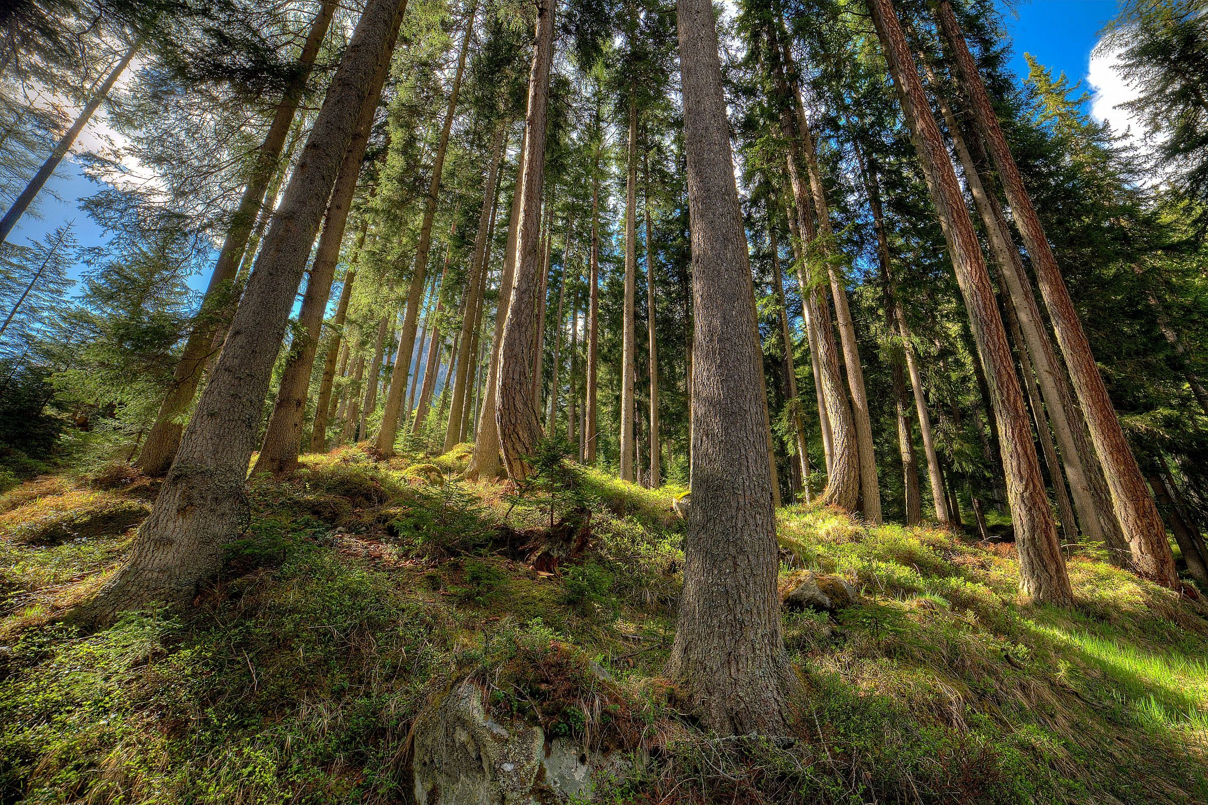 the soul of the forest