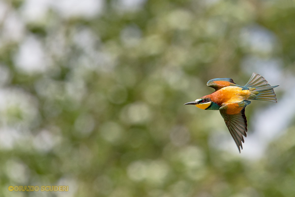 Merops apiaster