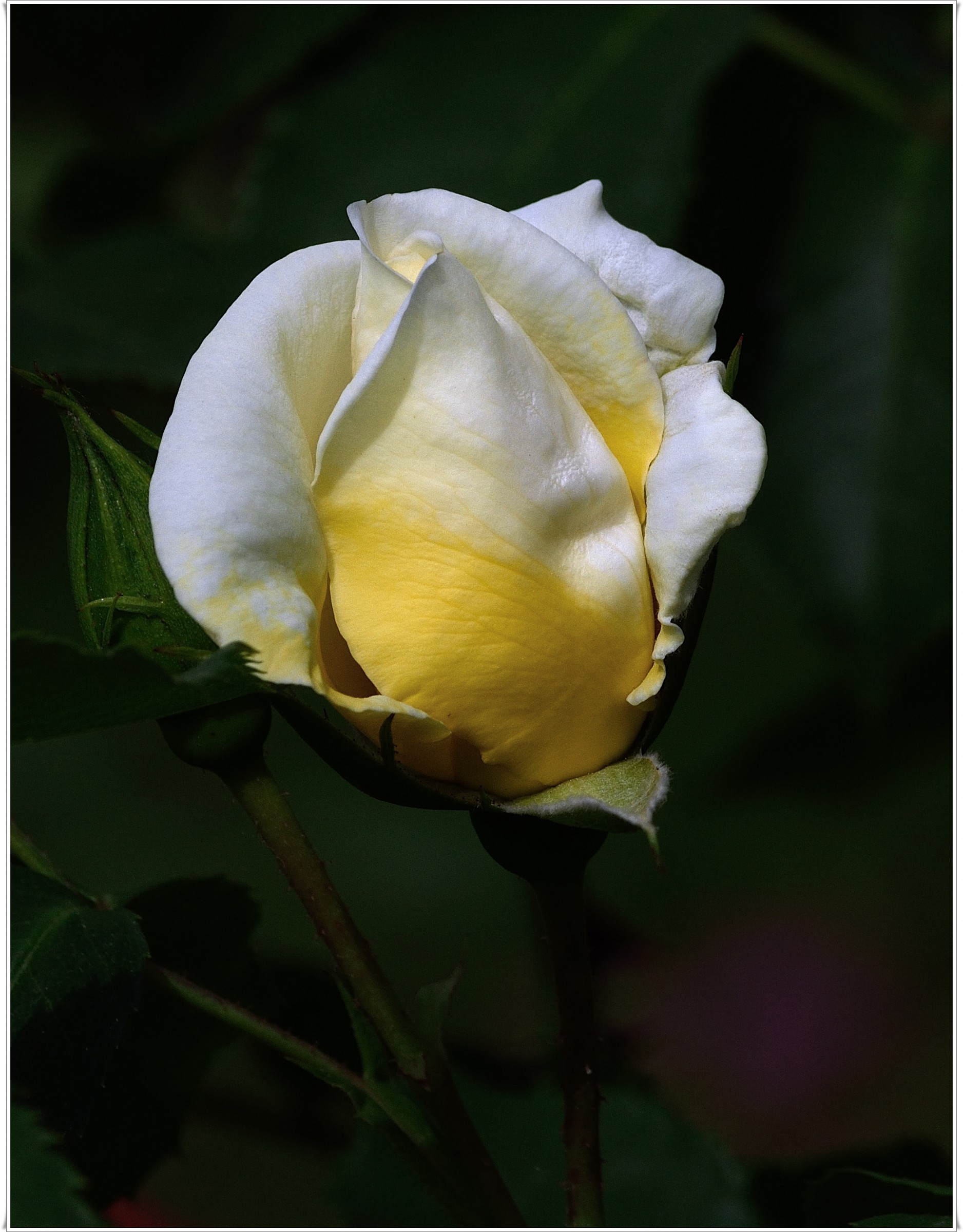 nel cuore di una rosa