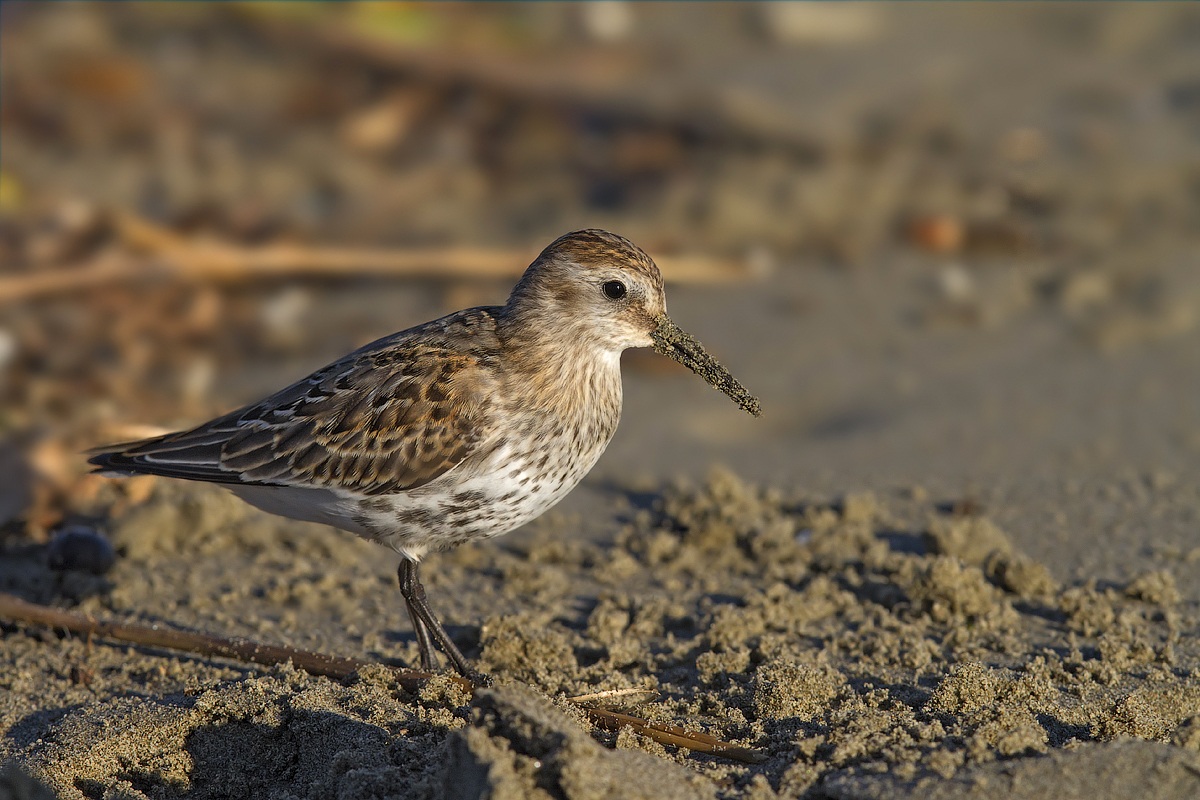 Dunlin