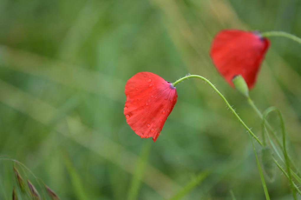 poppy Wet poppy lucky