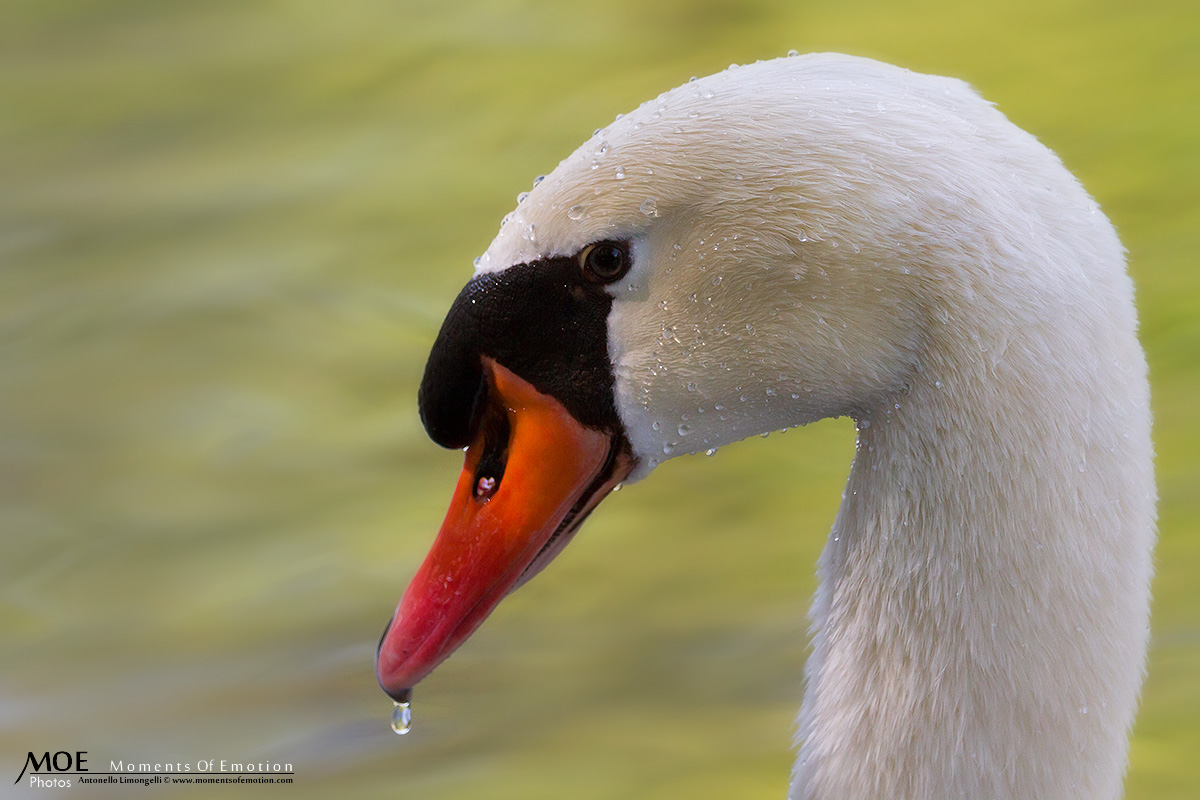 Profiles .... wet