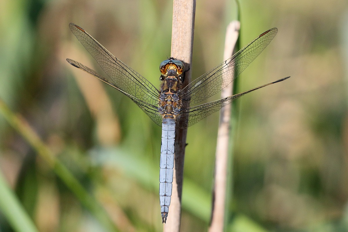 Orthetrum coerulescens