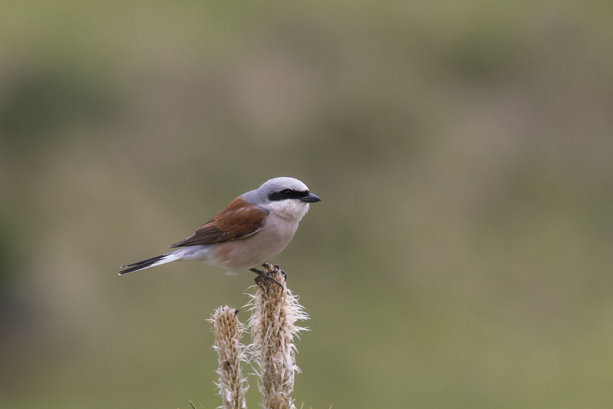 Shrike