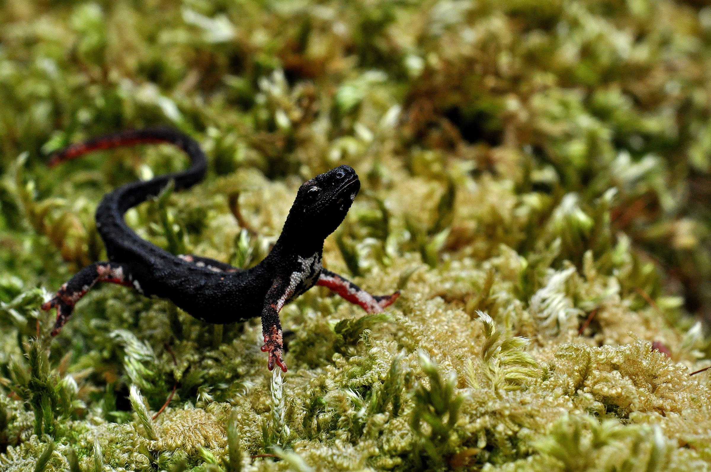 Salamandrina tergiditata