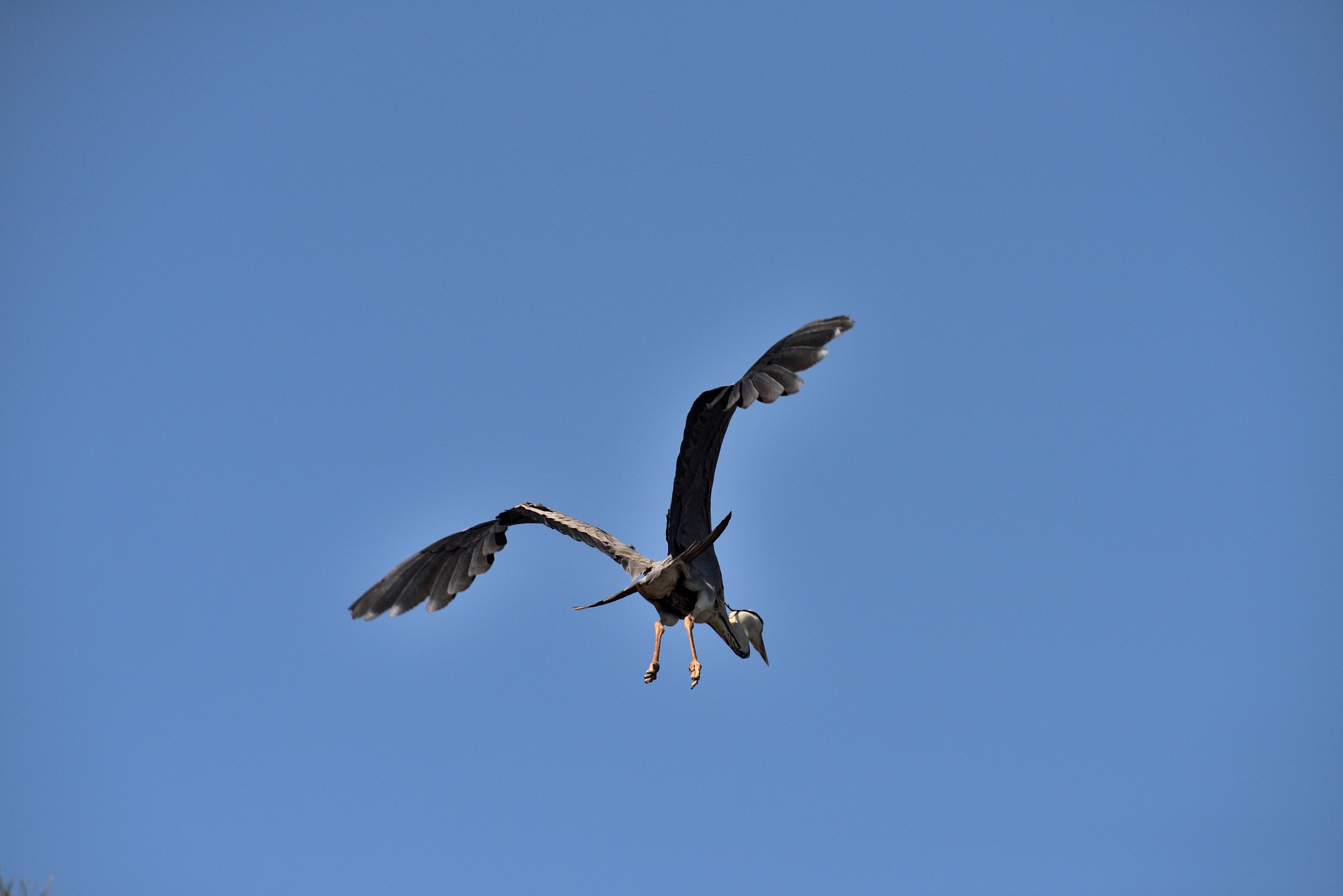 Heron in flight