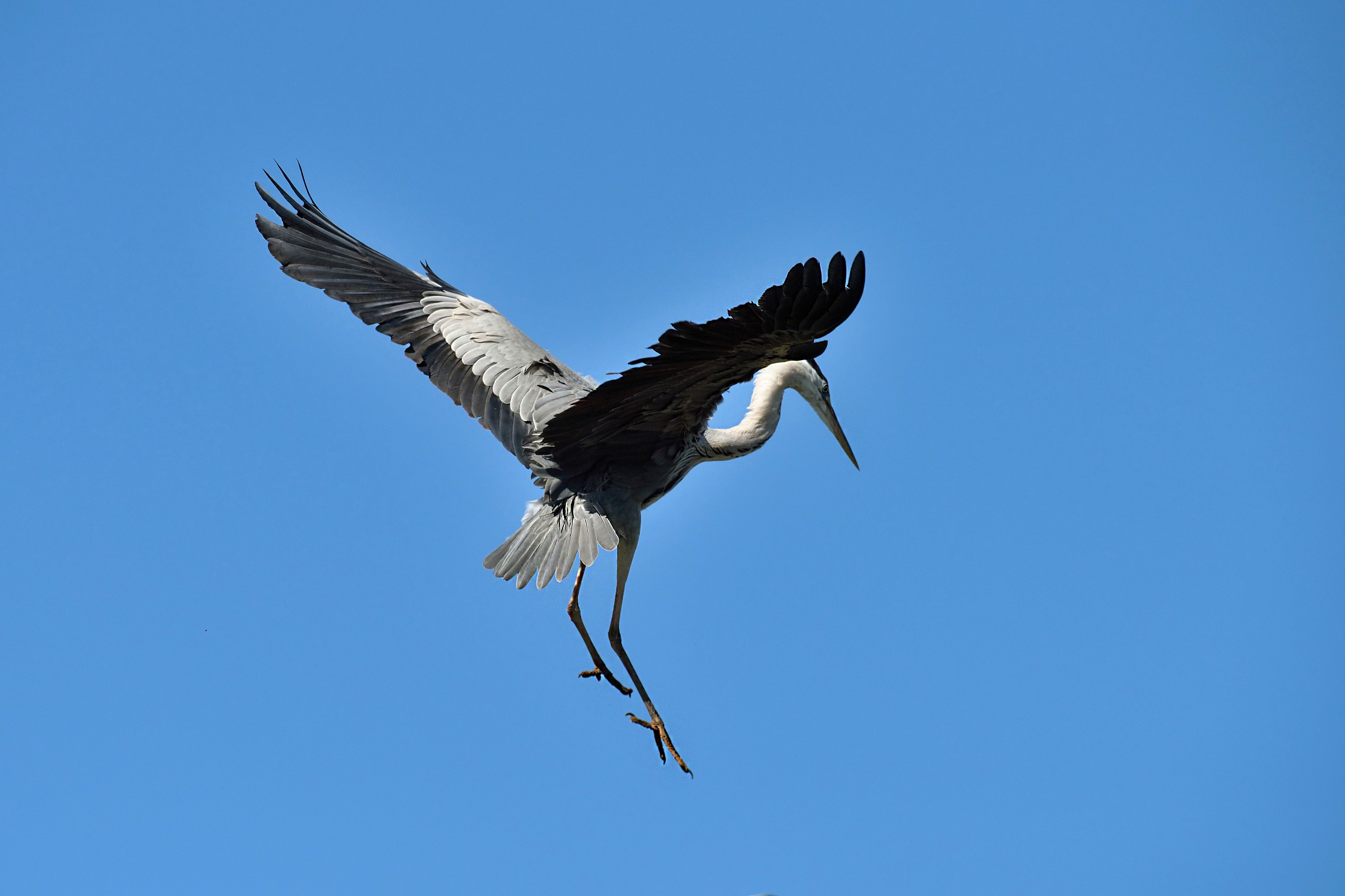 Airone Cenerino in landing