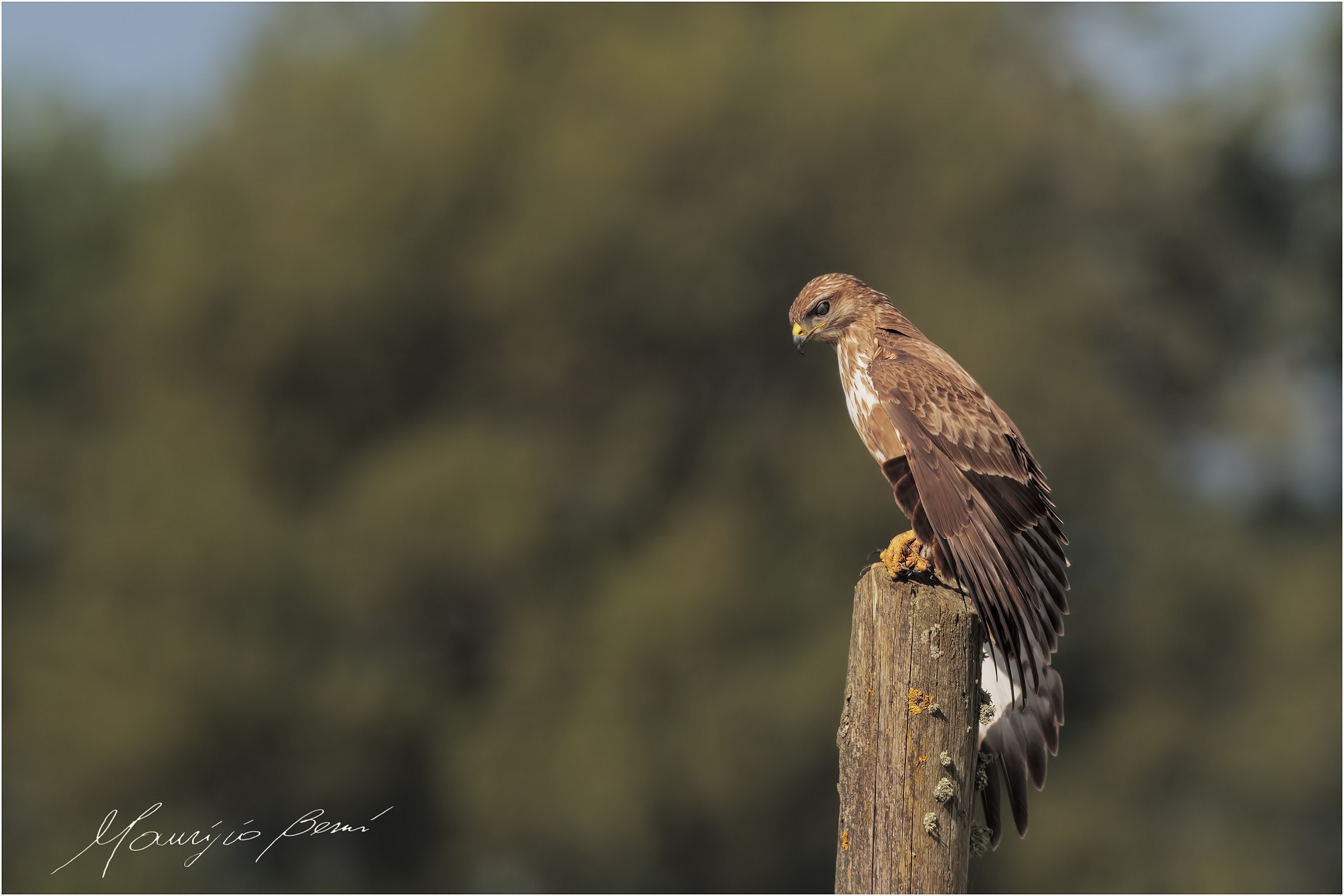 Poiana pronta al volo