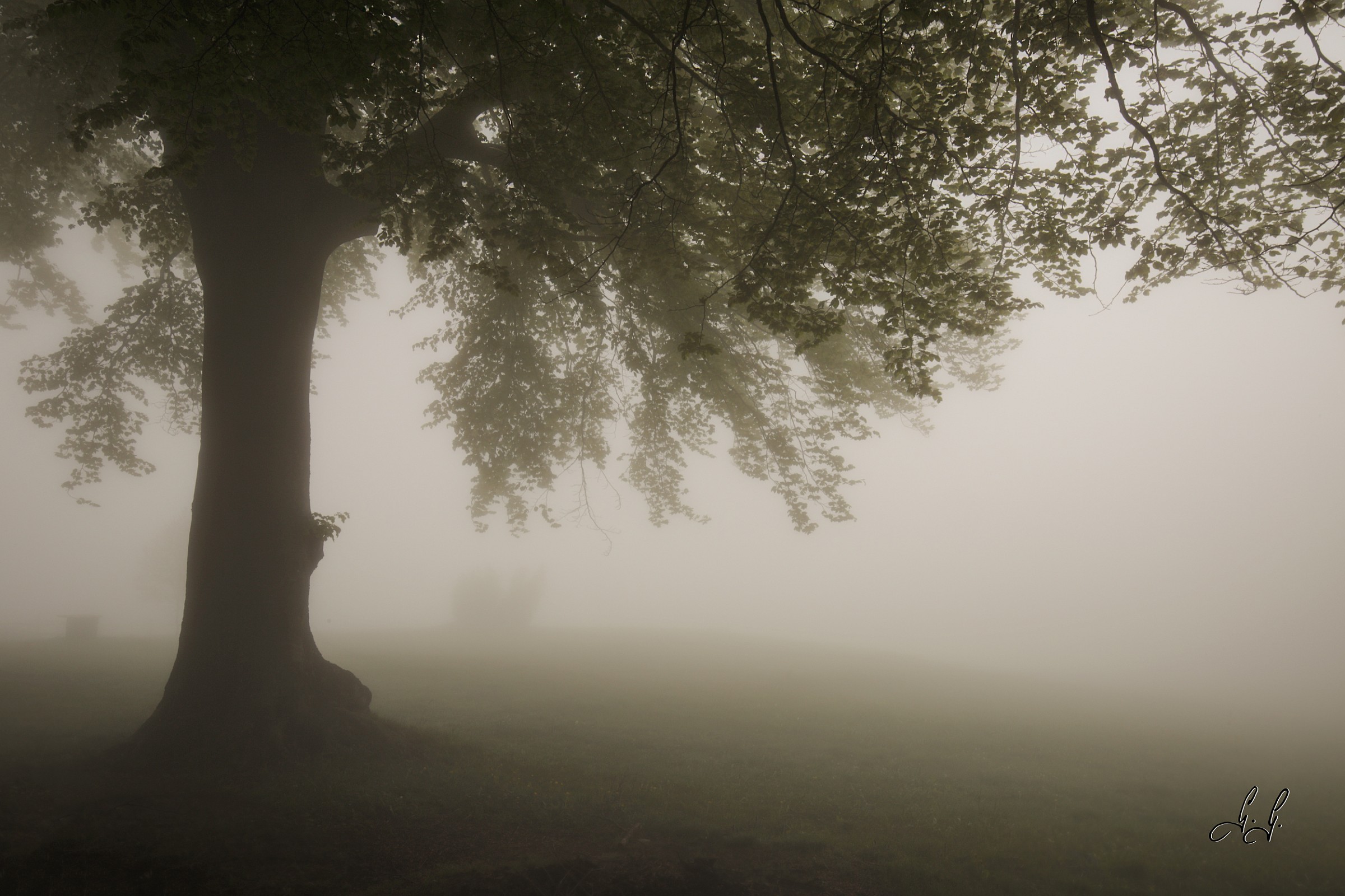 Fog between beech