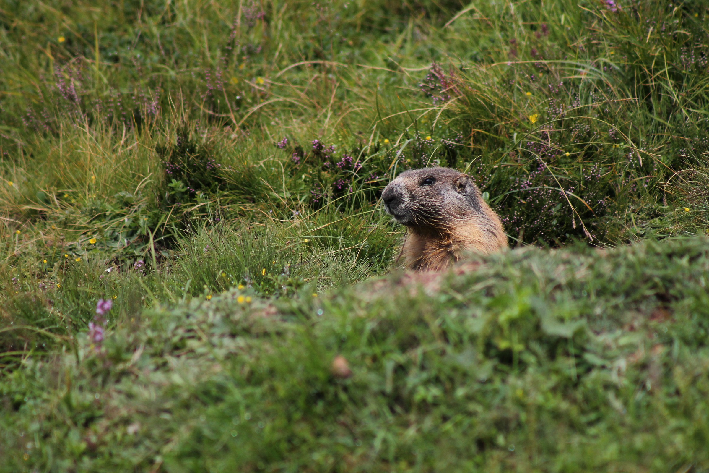 marmotta