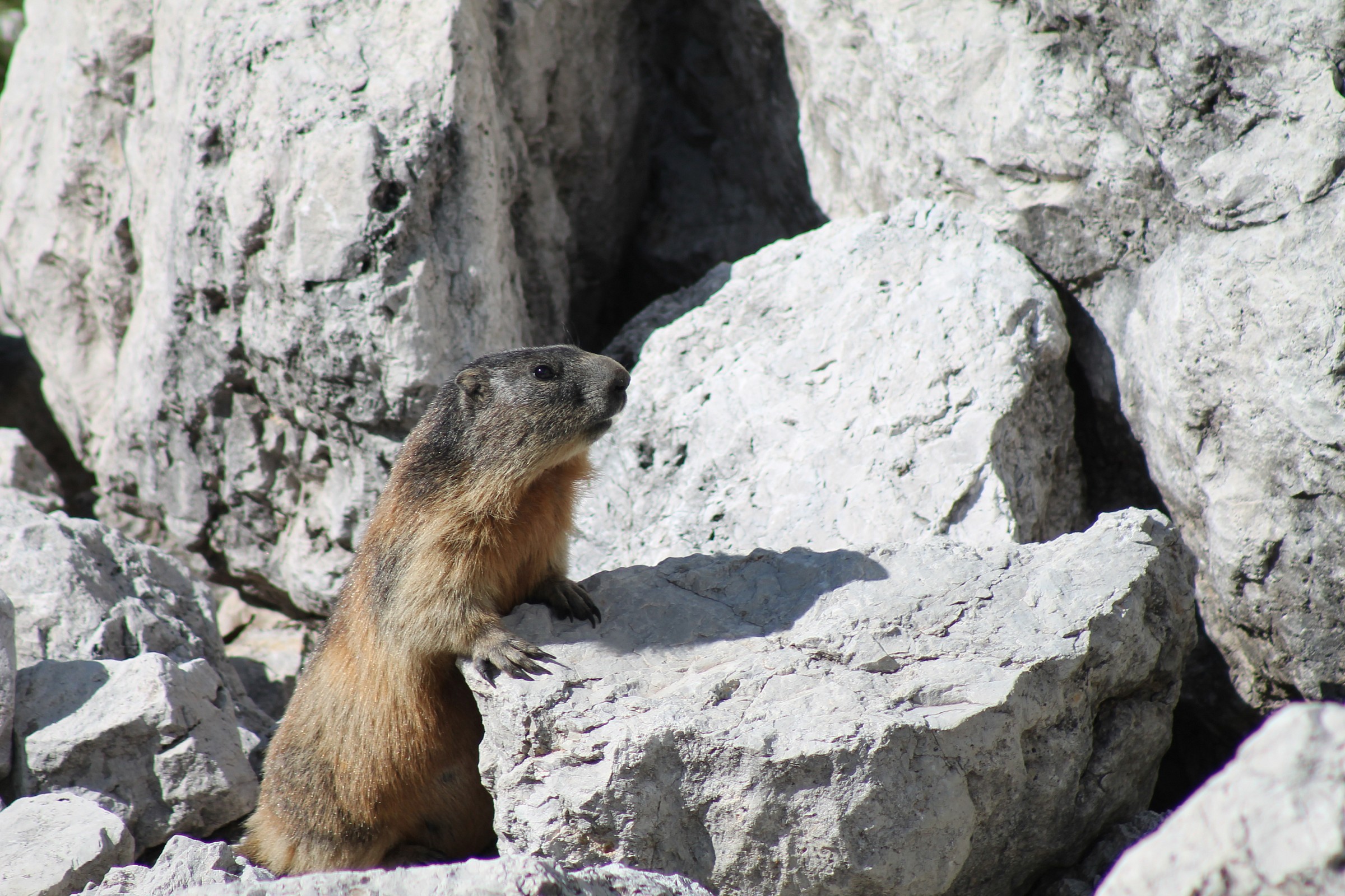 marmotta