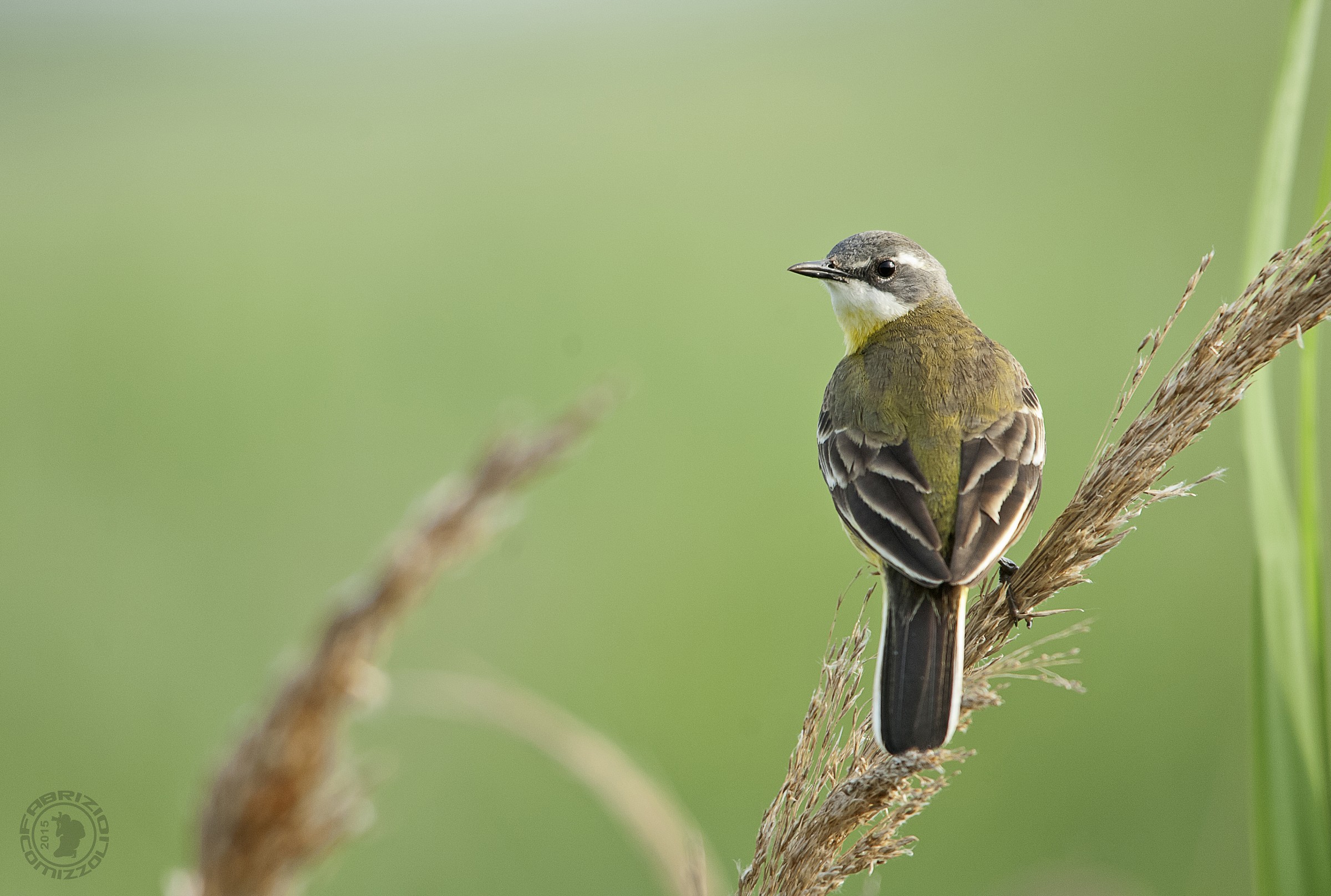 Wagtail - Motacilla flava