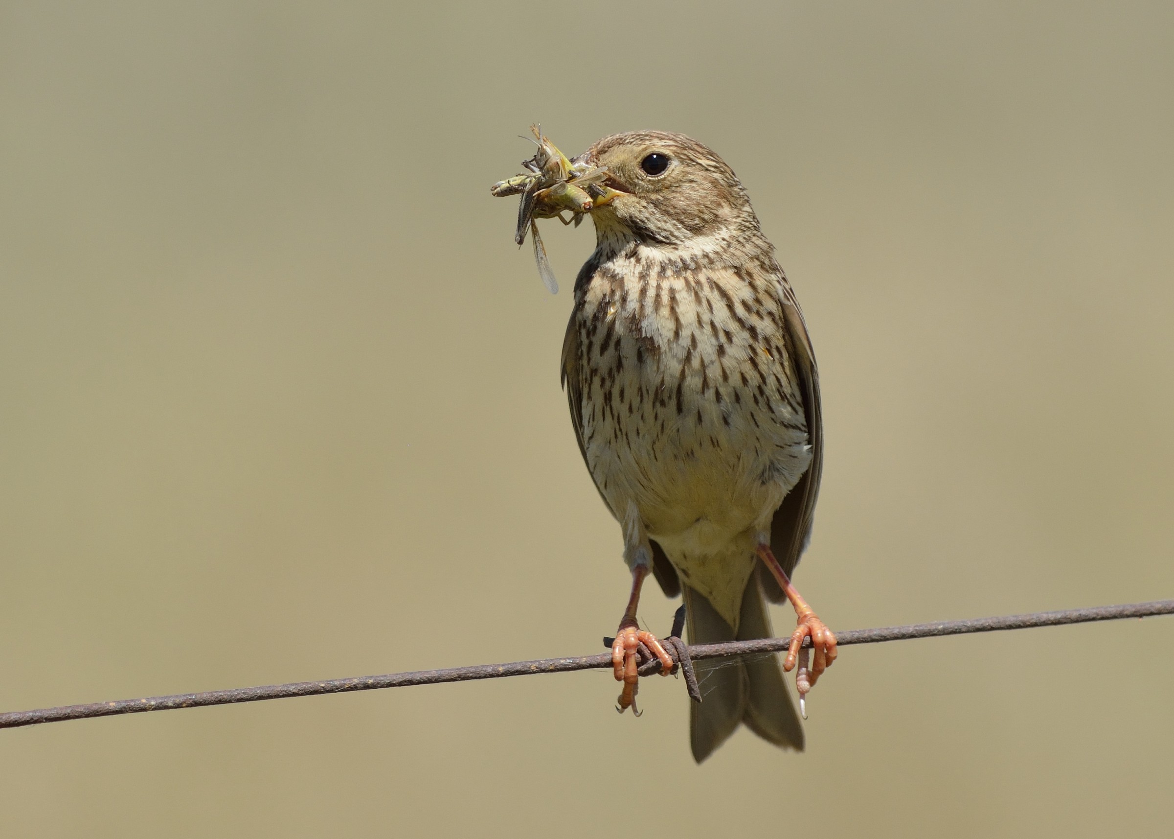 Corn Bunting (Miliaria calandra)
