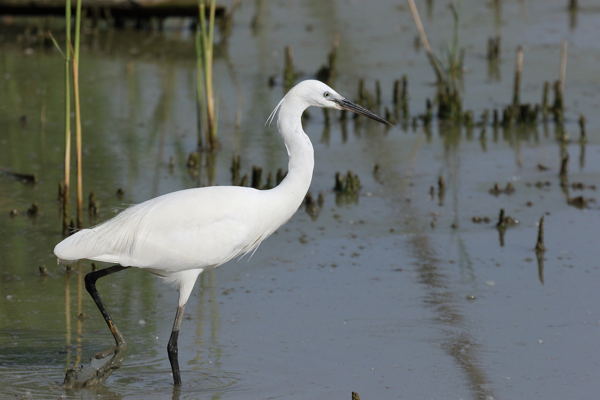 egret