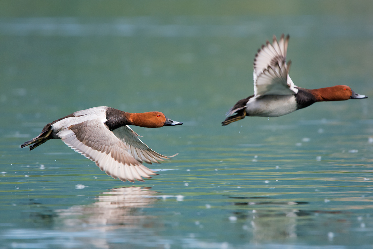 Moriglioni in flight