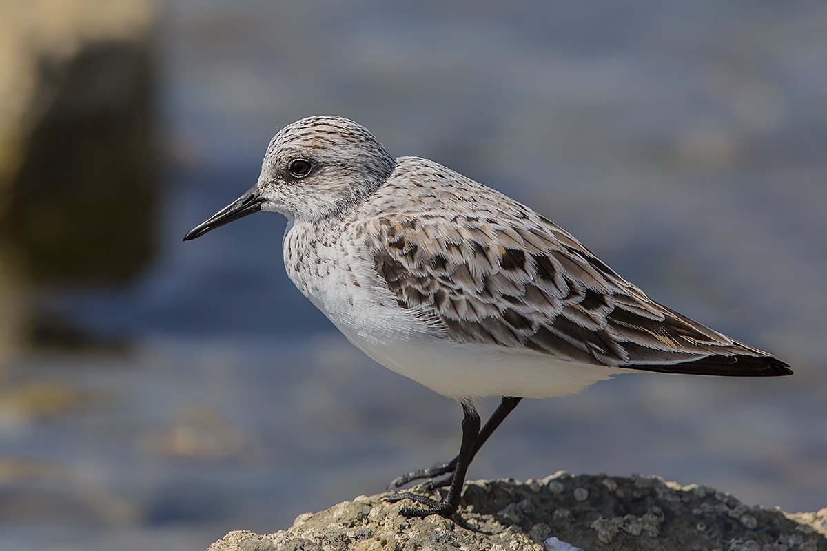 piovanello tridattilo